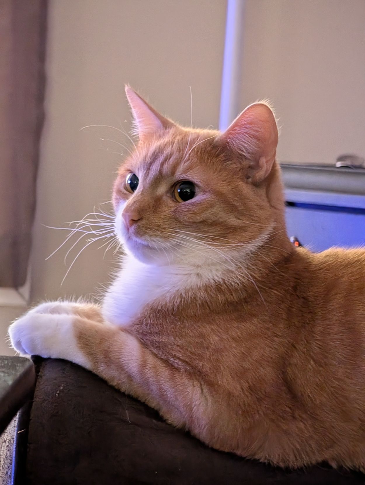 An orange and white house cat sitting on a couch arm in front of a wood pellet stove.