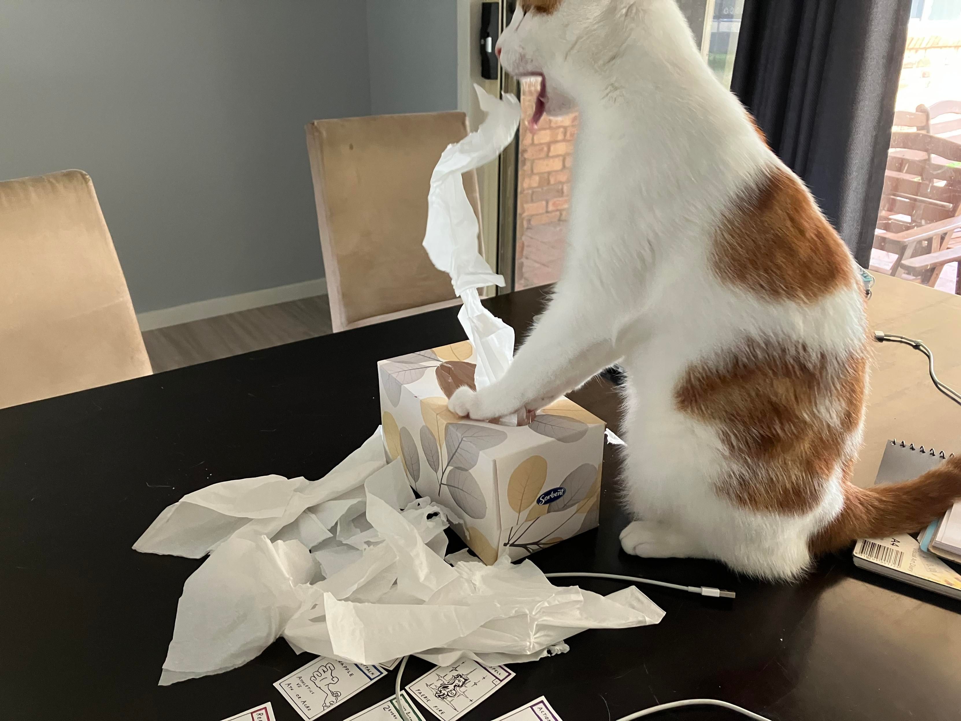 A white and ginger ripping tissues out of a tissue box with their mouth, over and over.