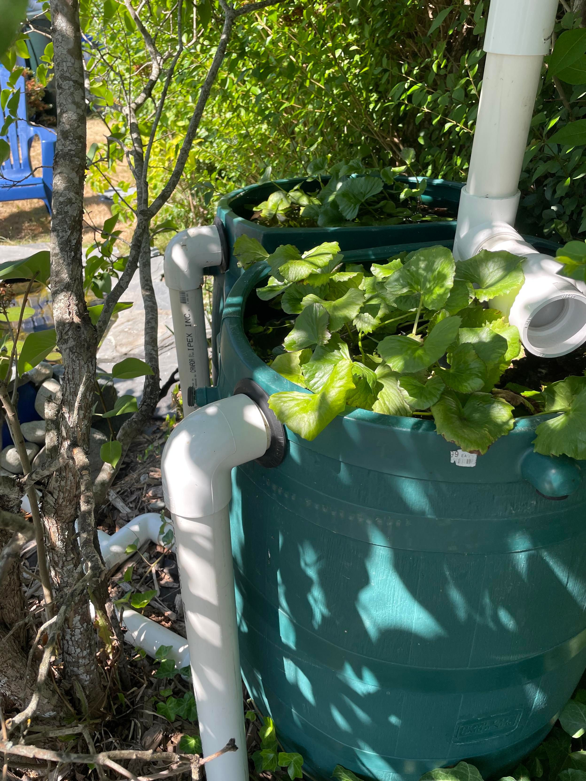The green bog barrels embedded in a hedge.
