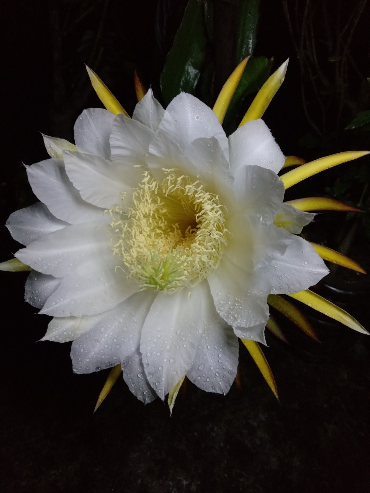 A dragon fruit flower