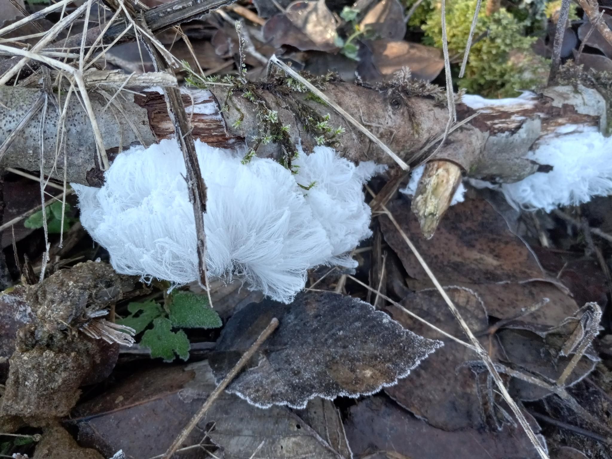 A frost flower erupting from a dead branch on dead leaves on the ground.  The frost flower is many incredibly thin, parallel strings of ice.  It looks like fiberglass fluff, or cotton candy, but melts at the slightest touch.