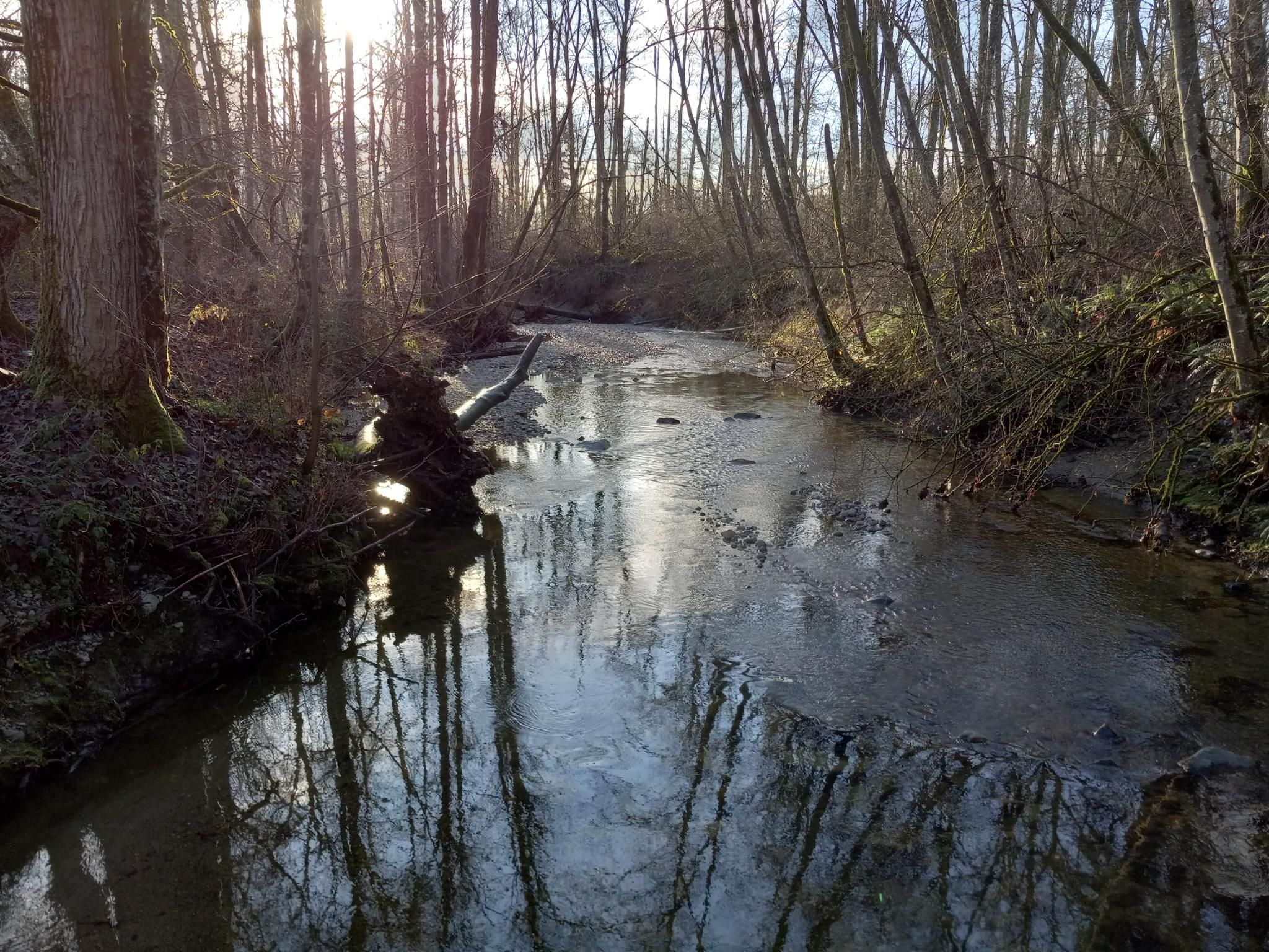 A view looking down a beautiful stream through a park inside a park in Surrey, BC.  Water is flowing across rocks between bare trees that are very tall, and the sun is shining nicely on the stream.