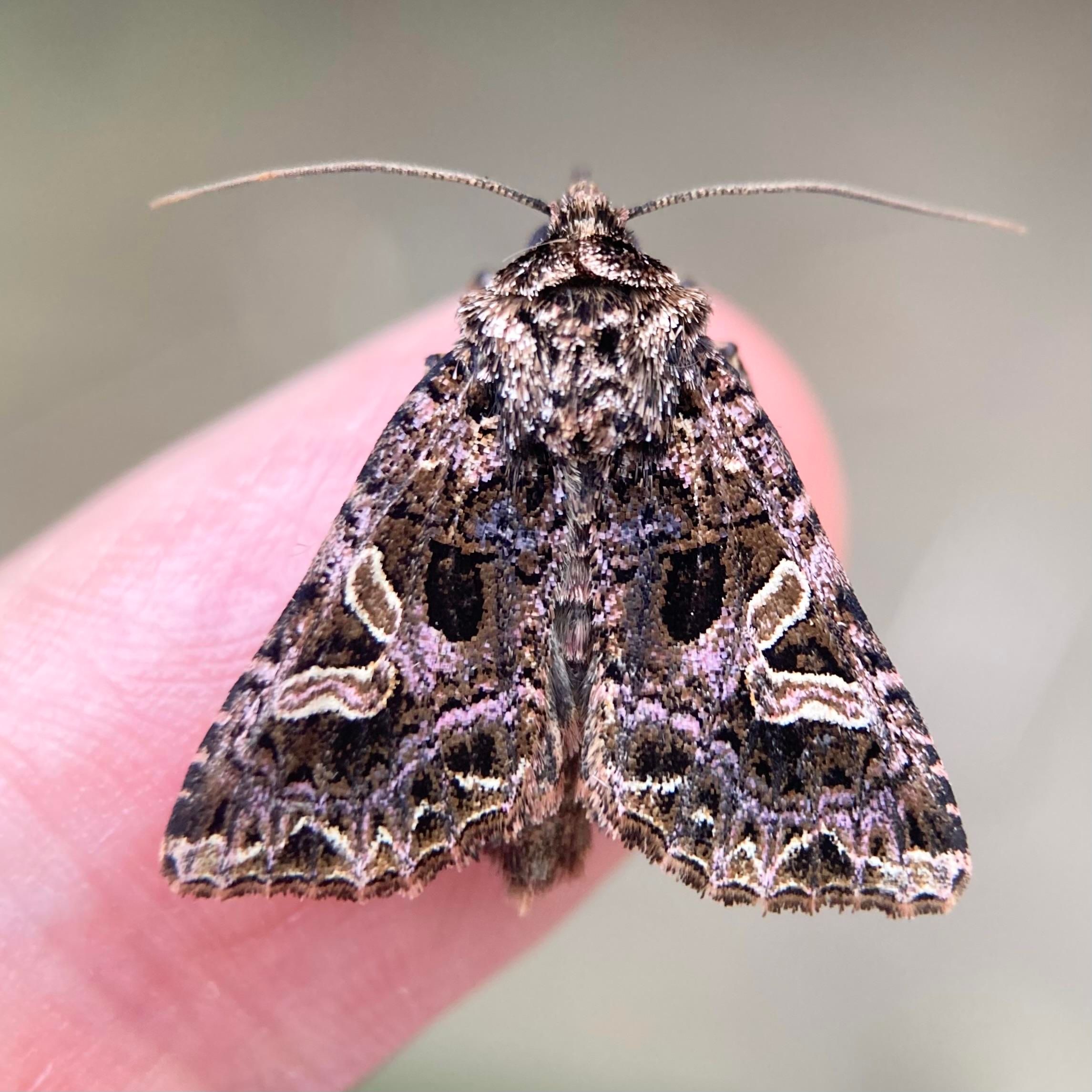 Overhead shot of a 1.5cm triangular moth on a finger. It has very busy markings. Primarily dark chestnut and flecks of white with bright pink or light purple suffusion coming through in vague wavy lines. There are two dark teeth-shaped mark on the wings either side of the abdomen and just below these, nearer the outer edges is a mirror image stigmata which is made of two rectangles of chestnut edged in white. They are joined at one corner so it resembles an angled L, (i.e. the horizontal is straight but the vertical is angled at 45 degrees). It has two thin, wiry antannae