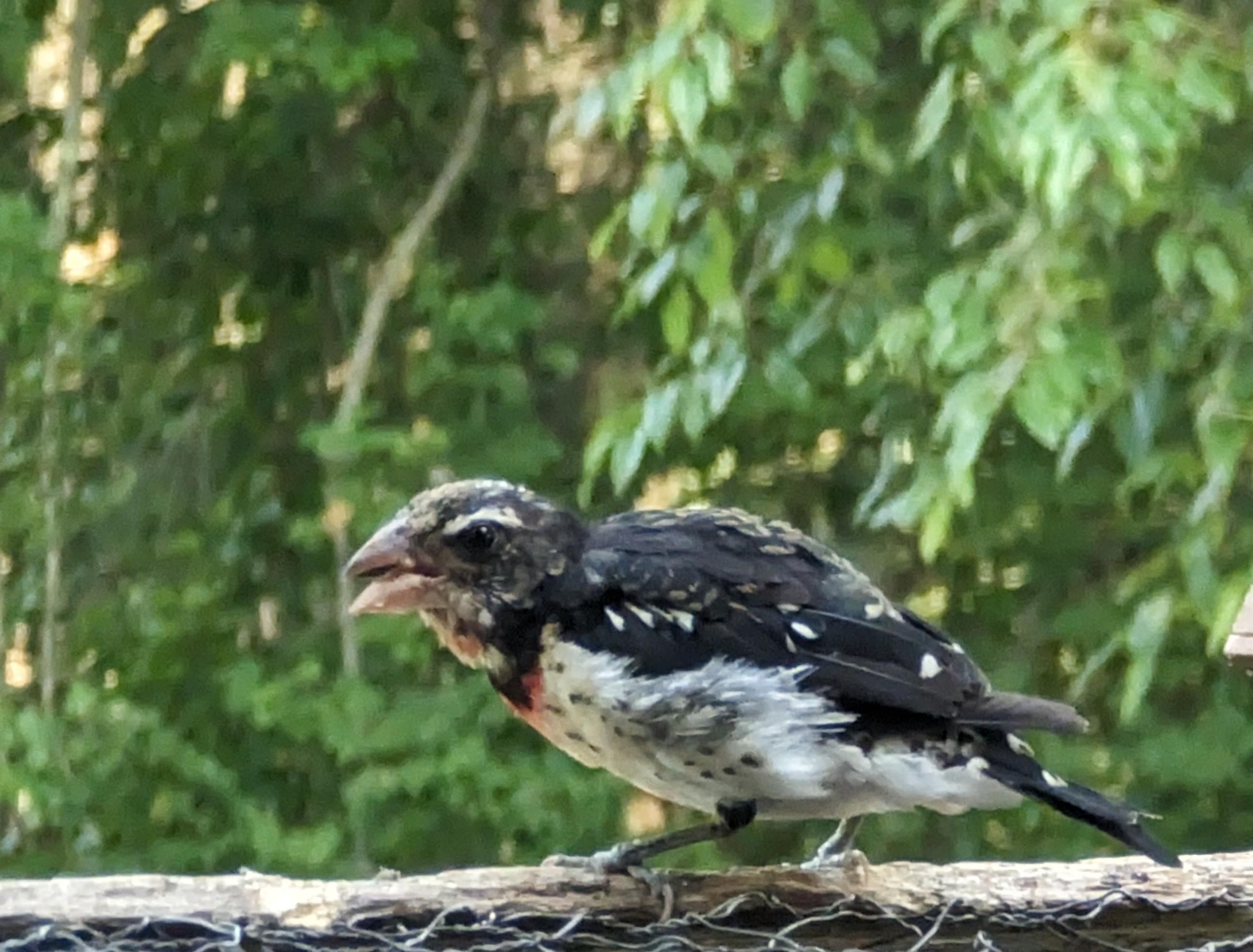 A grosbeak is hunching over a fence while he cracks a sunflower seed. He appears to have been gently gnawed by moths. His head to tail black feathers are patchy and flecked with random white. His tail is missing about half its length. His white belly is sooty and ruffled, and the usual patch of red at his throat is pale. He is not at his best. 