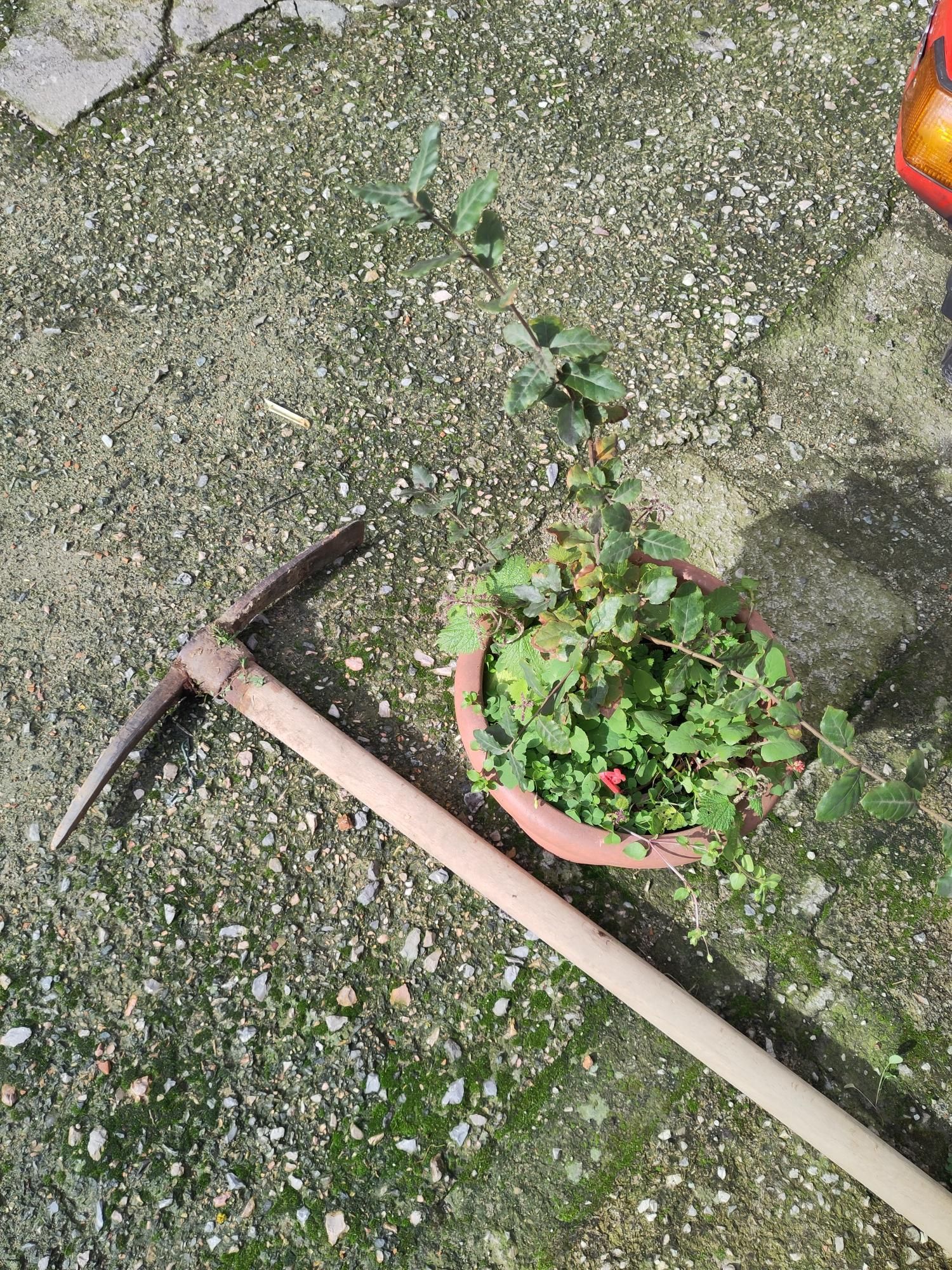 Una giovane quercia sughera in un vaso poggiato su un pavimento di cemento misto breccia. Affianco al vaso è poggiato un piccone con un manico di legno.