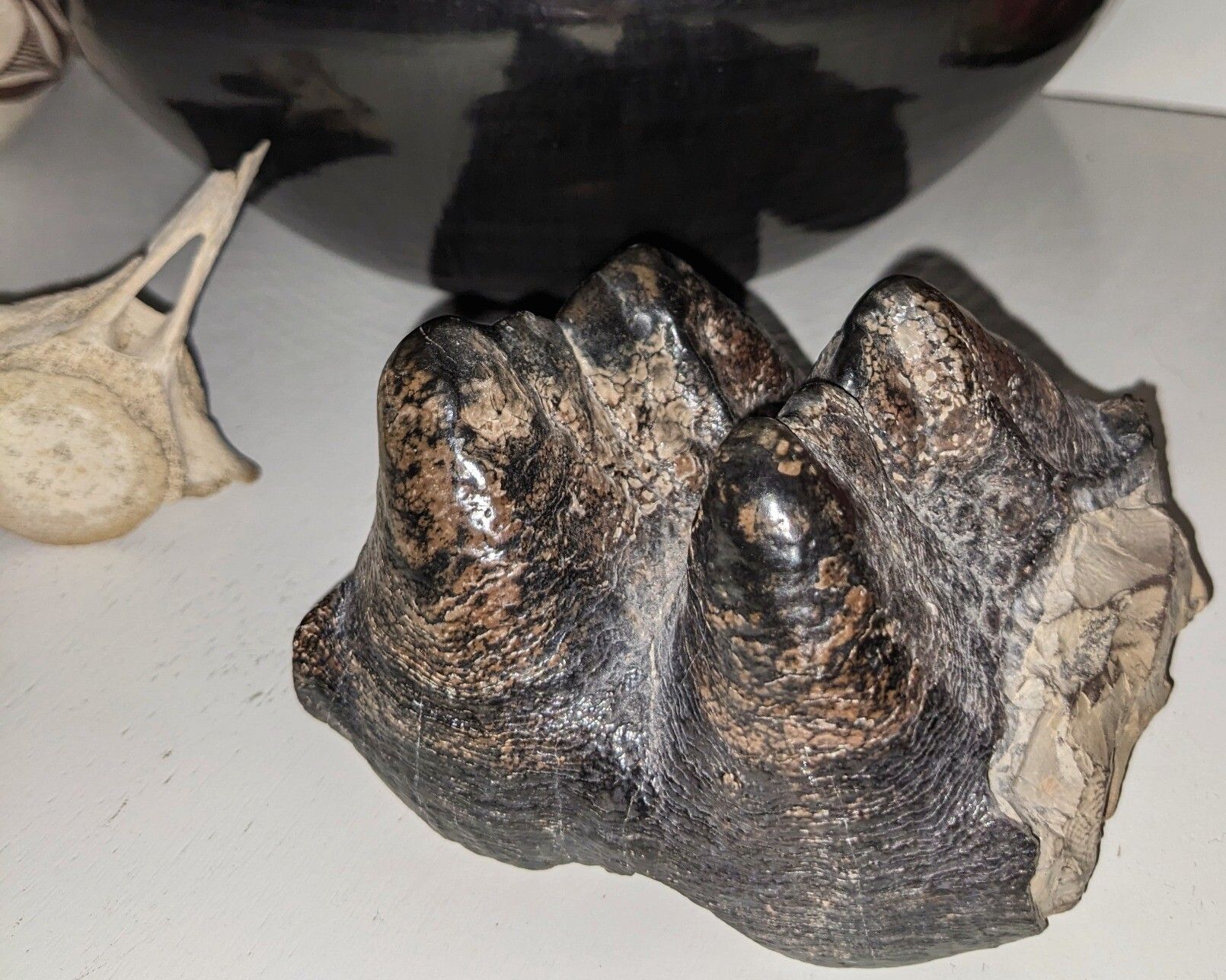 Partial mastodon tooth with four conical cusps. The tooth surface is mottled, with the fossilized enamel mostly black with some reddish brown. Small, raised horizontal striations are clearly visible, appearing almost like growth rings. The gray fossilized matrix of the root structure is visible where the tooth is broken. To the left of the tooth is a partial fossilized dolphin vertebrae.