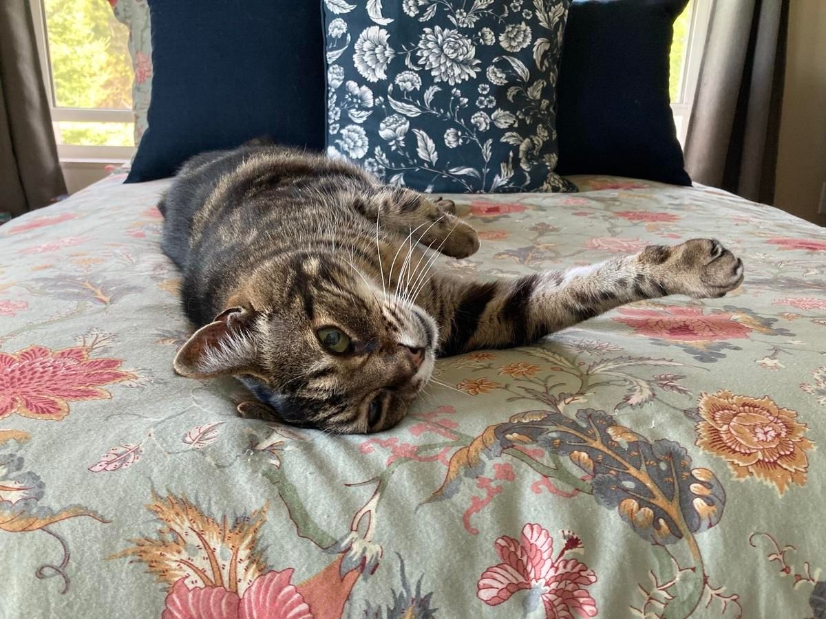 Tabby cat rolling on a bed covered with a grey-green paisley comforter and blue cushions behind him. He's on his side with one front paw stretched out in front of him. One ear is squished into the bed.
