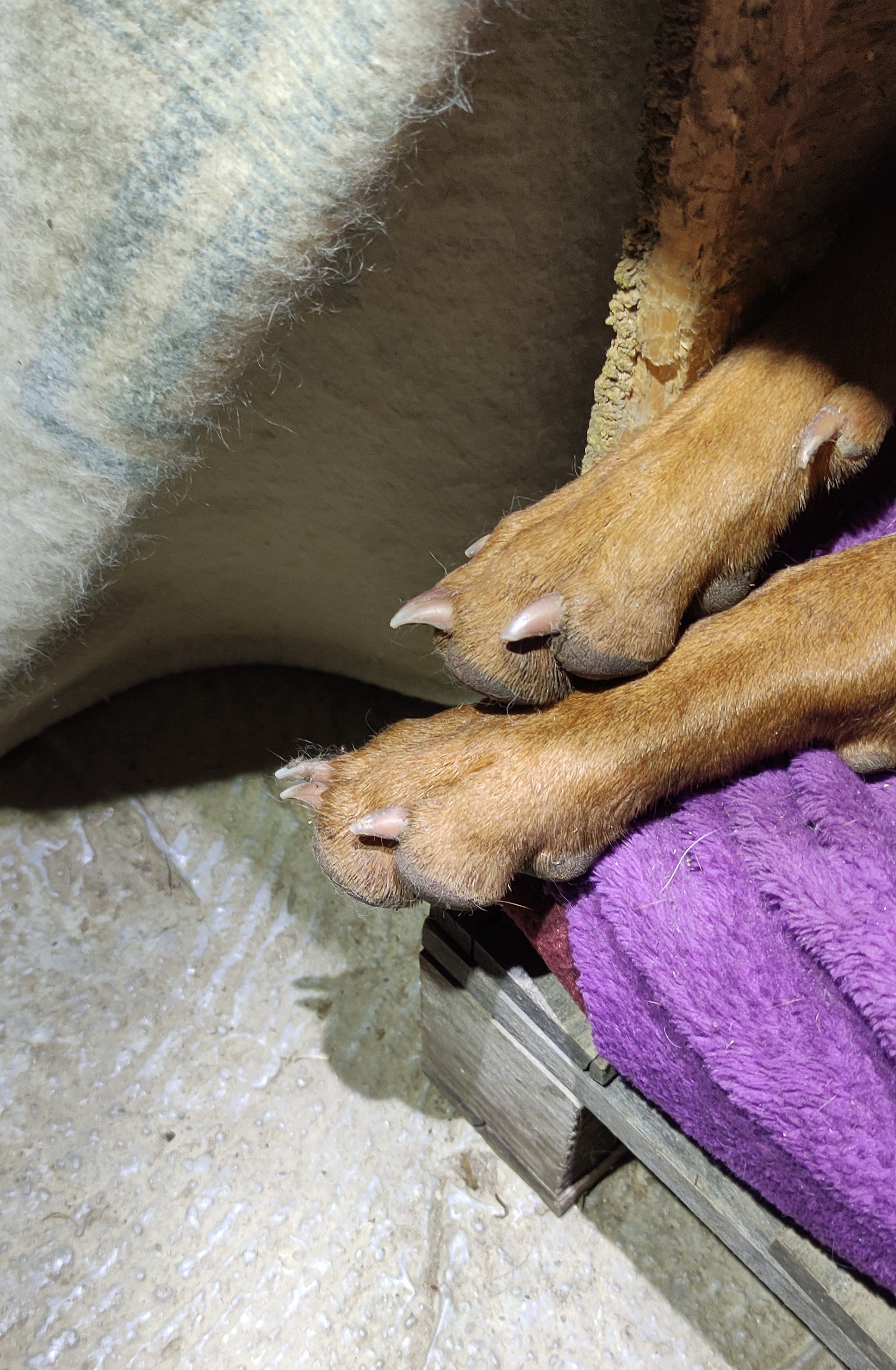 zampe anteriori di Ecco, Vizsla di 1 anno, che sbucano da sotto le coperte in una cuccia di legno, coperta viola sotto.