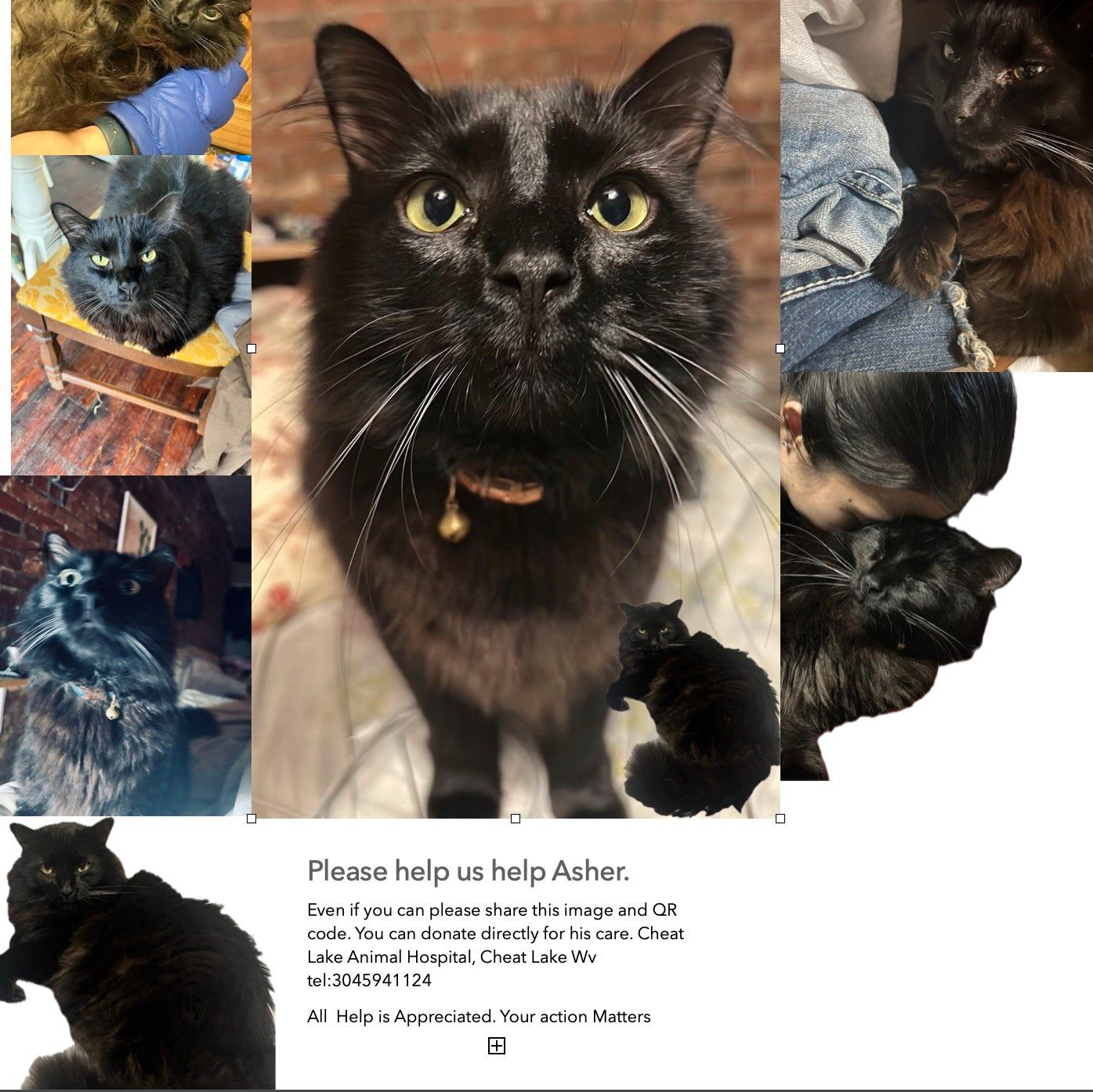 A flyer for "Asher the Cat"  Asher is super sick has a systemic infection targeting all lymph nodes and needs and procedures and meds to make him comfortable. I appreciate all the help. Myself and my family. Asher is one of the most affectionate cuddlers out there anyone who wants to help me get the word out to animal networks I appreciate or anyone who feels like animals are family share with please we need all the help he can get he is literally fighting to breathe and eat!