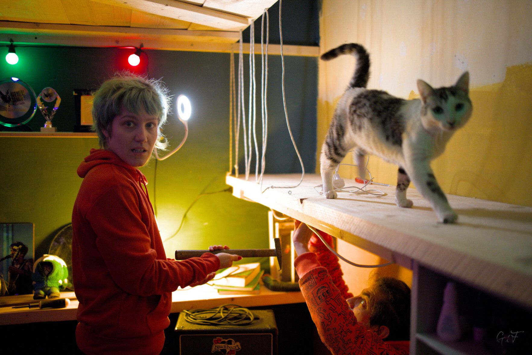 A photo of two people mounting a shelf on the wall, and a cat walking on said shelf
