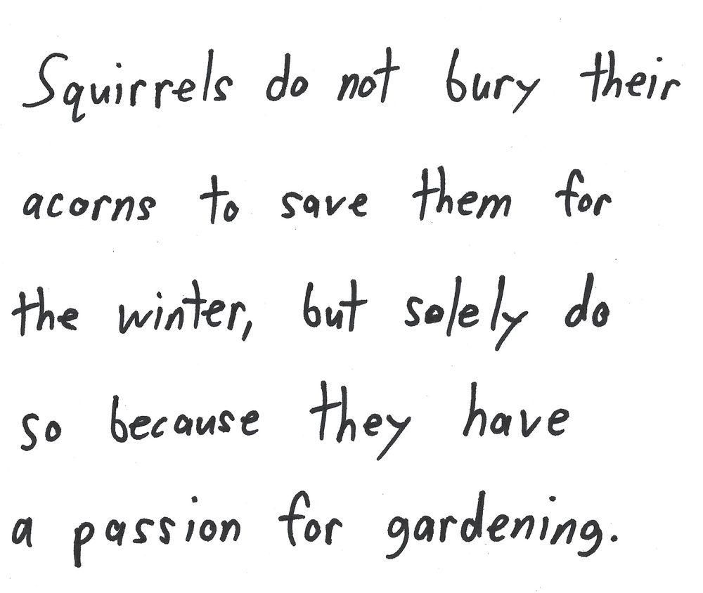 Squirrels do not bury their
acorns to save them for
the winter, but solely do
so because they have
a passion for gardening.