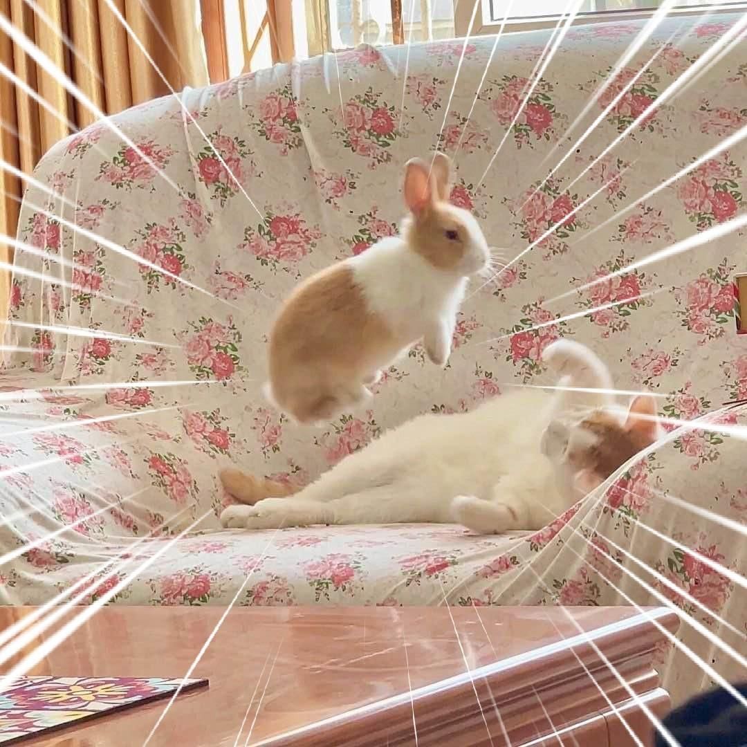 Photo of a white & orange bunny and a white & orange cat playing on a sofa / love seat. The cat is laying on its back as the bunny is jumping in the air making it look like it's hovering ominously above the kitty. I've added white action lines around the bunny for maximum dramatic effect.