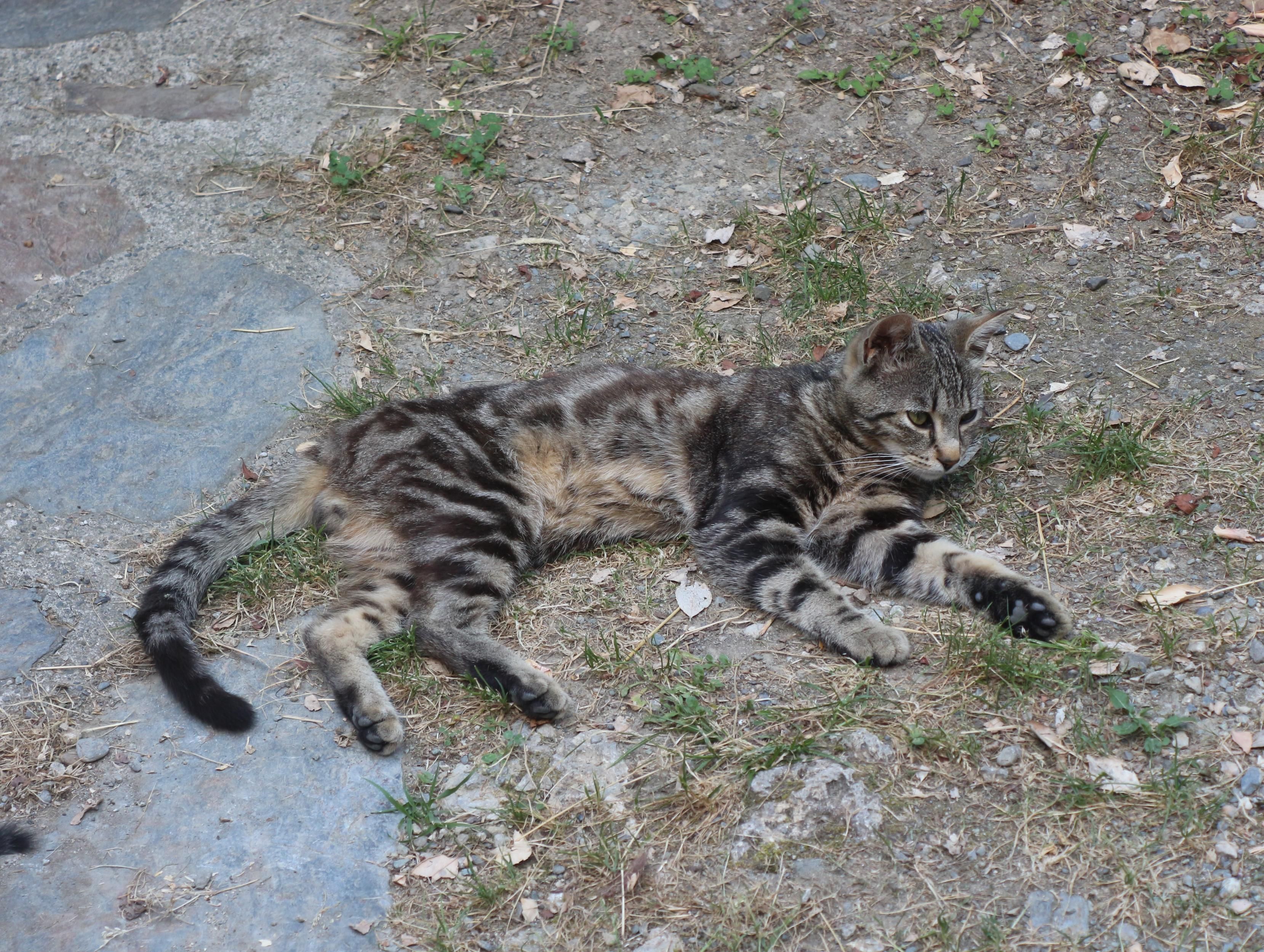 Le jeune chat en question, étendu sur le sol. Il a l'air en bonne santé mais il est maigre, et heureusement très joli.