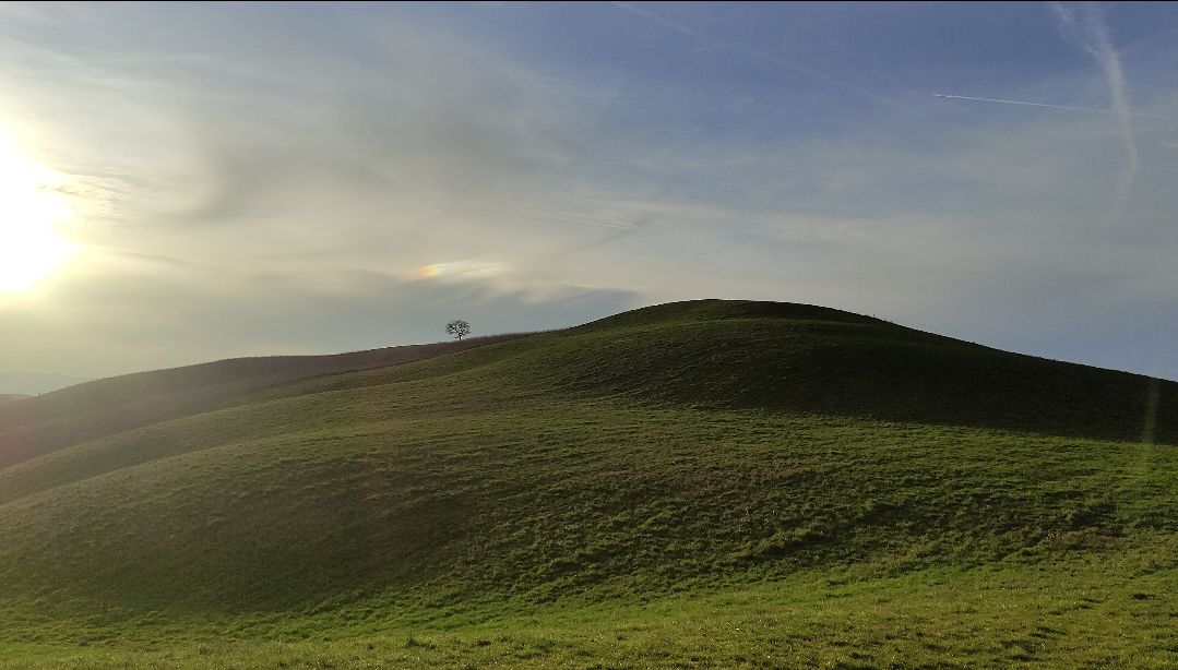 collina verde, quercia spoglia, nient'altro.