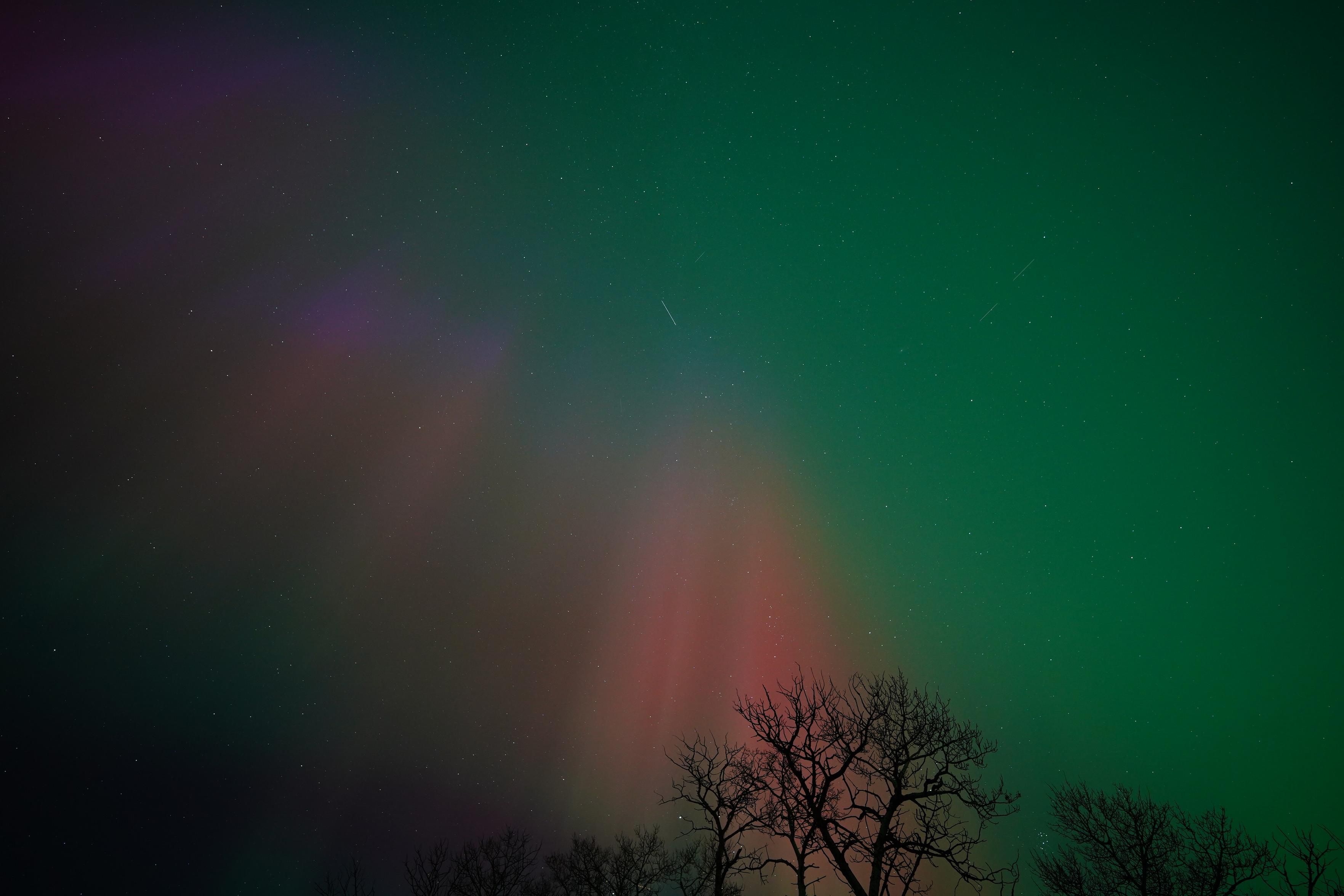 A silhouetted bare tree, with red columns behind it, and green covering the whole rest of the sky. 
