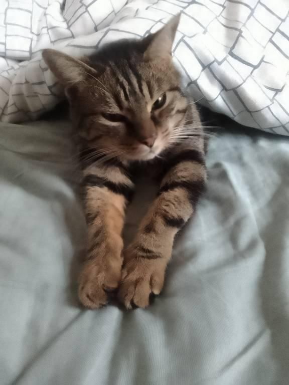 Una foto a colori, in formato verticale, che ritrae Arturo, il mio micio soriano tigrato a strisce nere e beige, con un po' di bianco sotto il nasino arancione e sul mento e gli occhi verdi, steso a pancia in giù su un materasso, con la testa che spunta da sotto un piumone e le zampe anteriori stese in avanti.