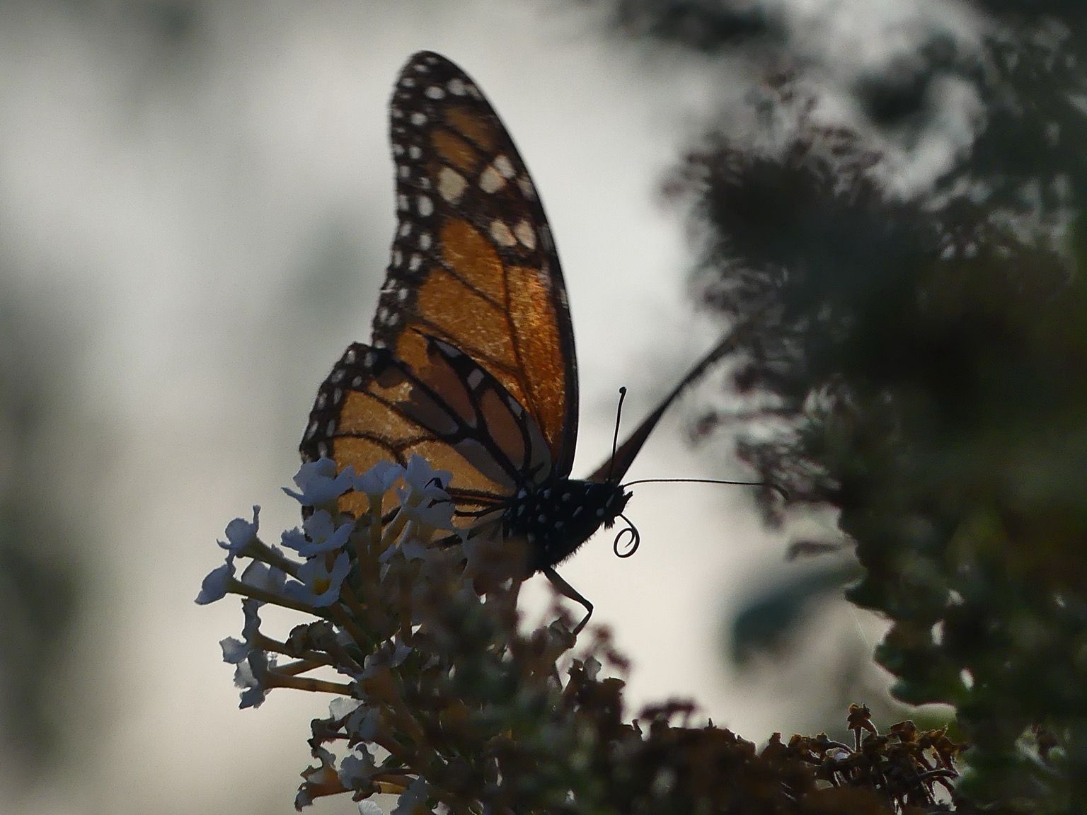 A monarch pauses for a nightcap on the butterfly bush, weak sunlight illuminating it’s wings, proboscis curled up charmingly
