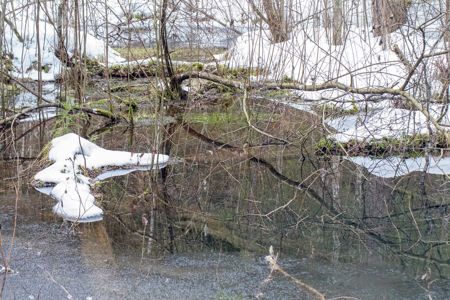 Kirkasvetinen lähde, jonka reunoilla maa on lumen peitossa. Veden alla näkyy järeitä puunrunkoja.