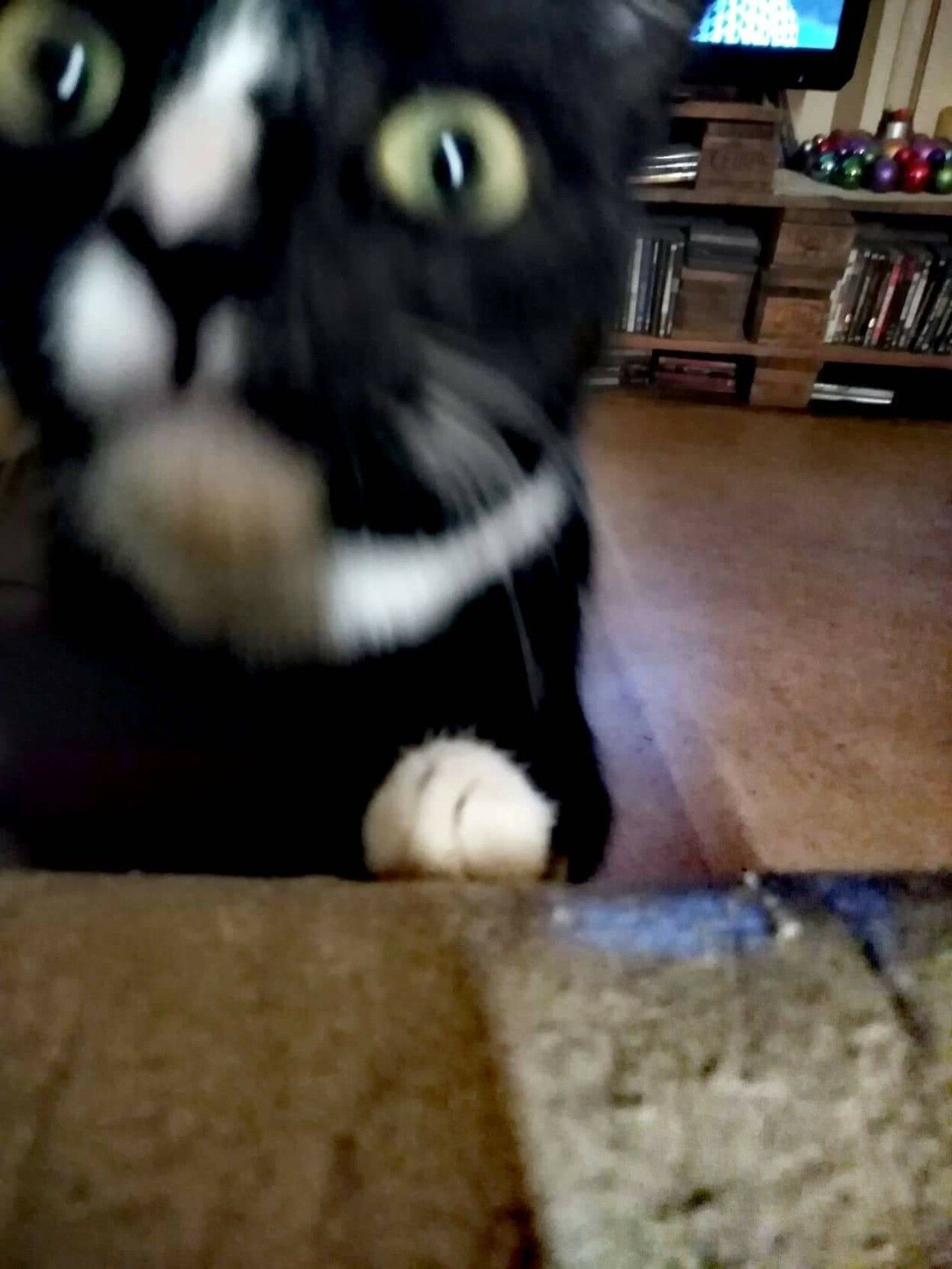 Emma has jumped up onto the couch arm to check out the Handy. 