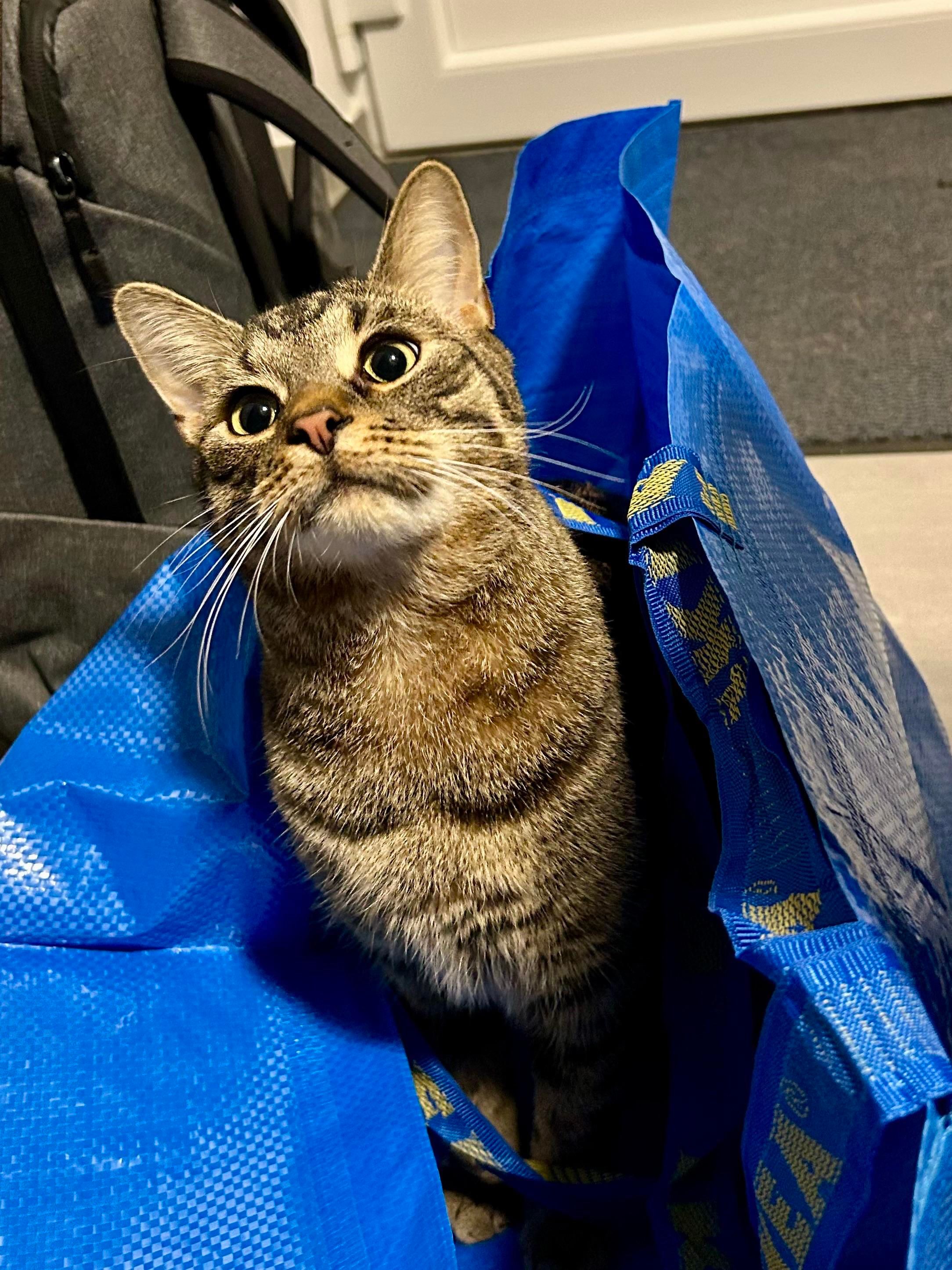 A photo of Mini, a tabby cat, sitting inside a big blue Ikea bag (which was there for like 5 minutes), looking curiously somewhere slightly to the camera right.