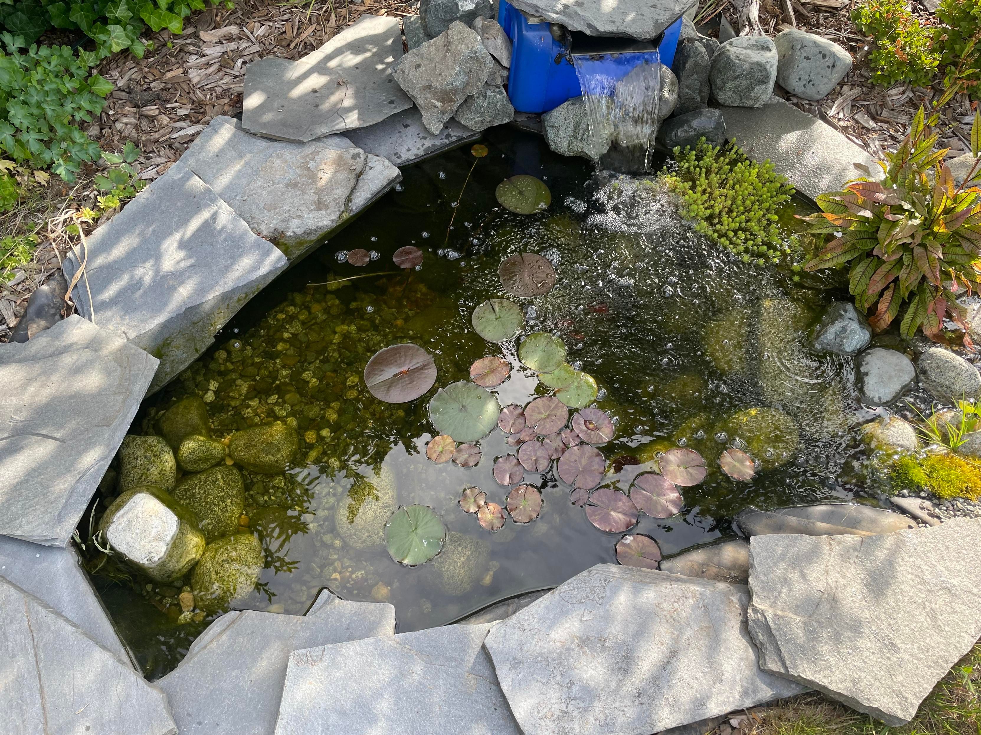 Another view from above shows the pond water overtop some of the edge stones