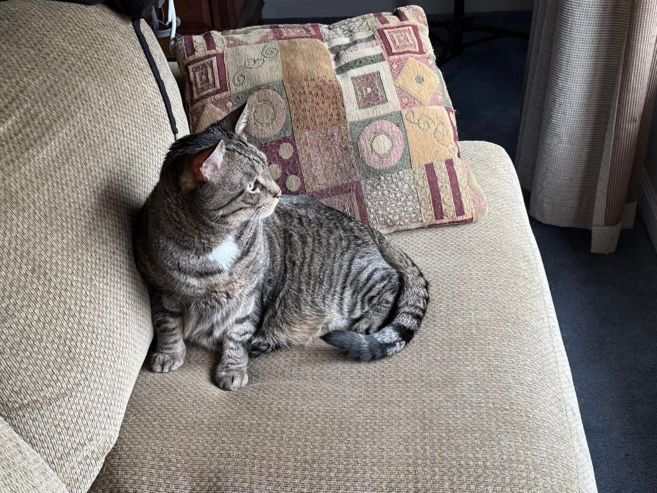 A shorthaired brown tabby cat sits mostly in profile on a light brown couch. He is looking intently at something out of view.  A decorative pillow lies behind him, in colors of beige, olive and maroon.