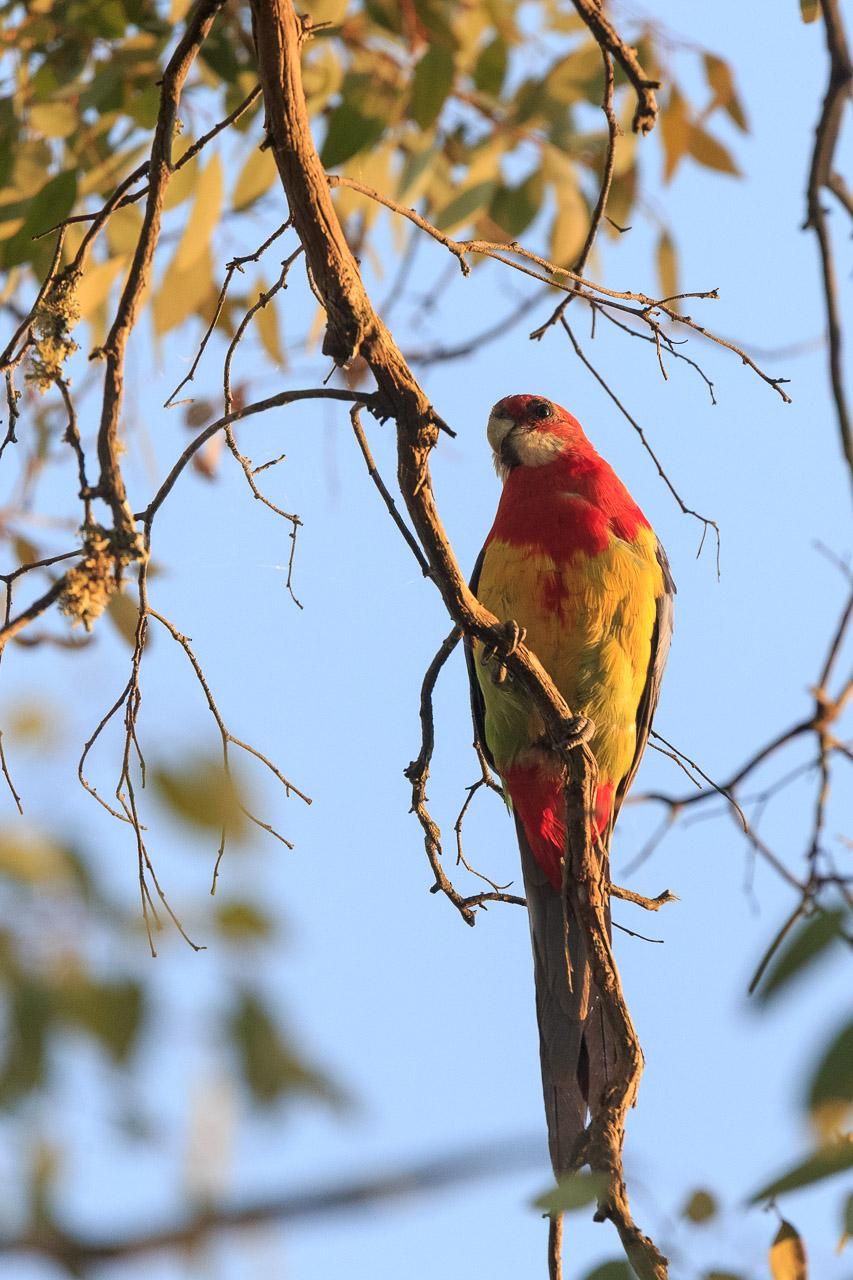 Looking up at an Eastern Rosella in the morning sunlight. The colours from the underneath are: Red head and neck and chest, white cheeks, yellow belly, greenish rump, red base-of-tail, pale blue tail (obscured by a branch)
