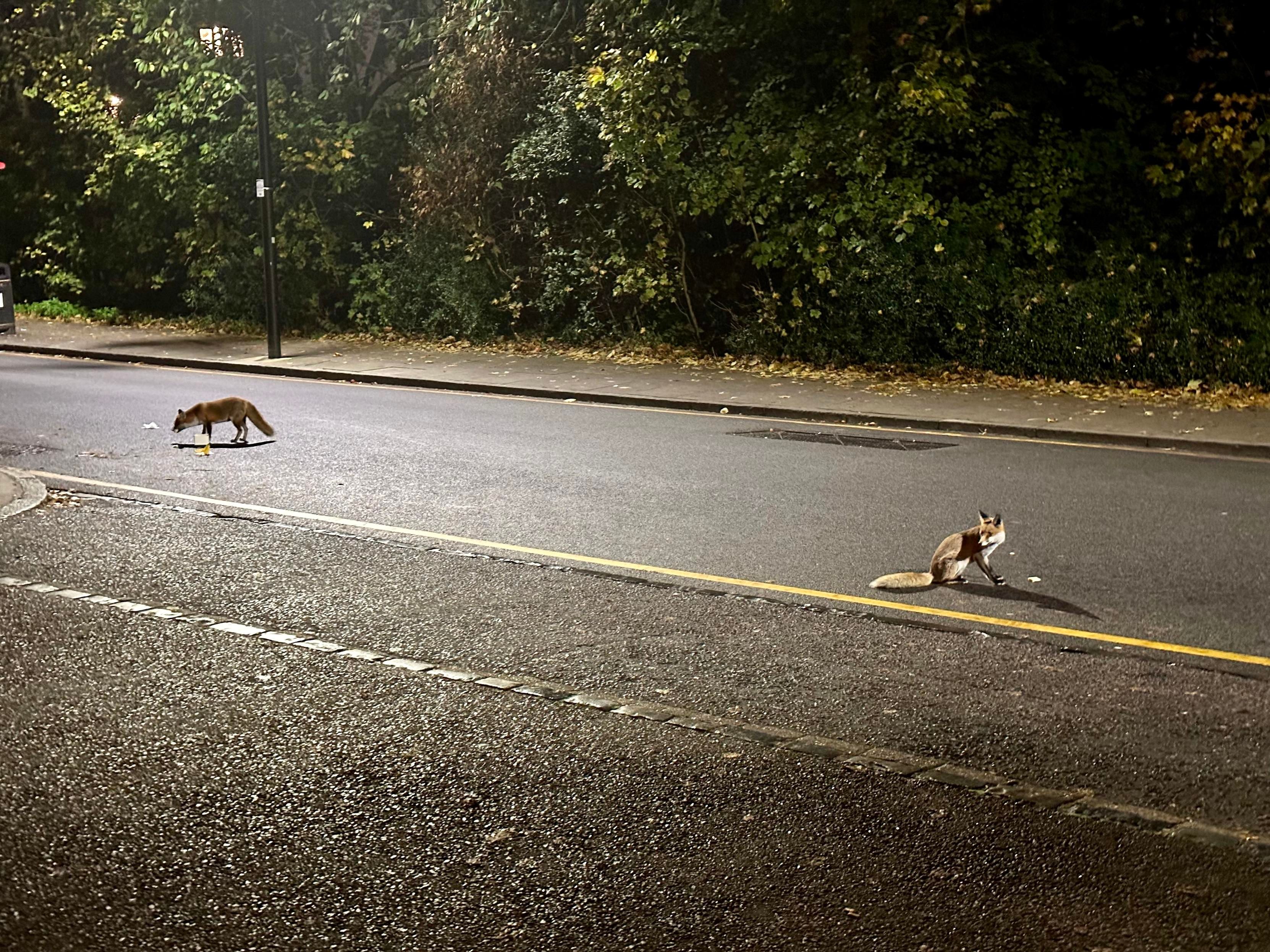 Two foxes standing in the road at night. The one in the distance is sniffing at something on the floor, and the closer one is looking at something out of frame.