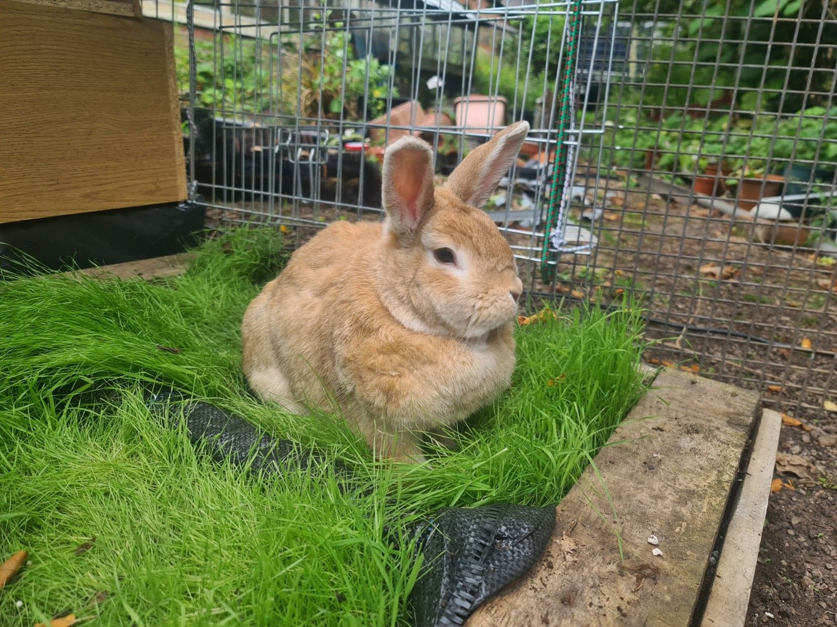 A ginger rabbit sitting on a tray of Timothy grass