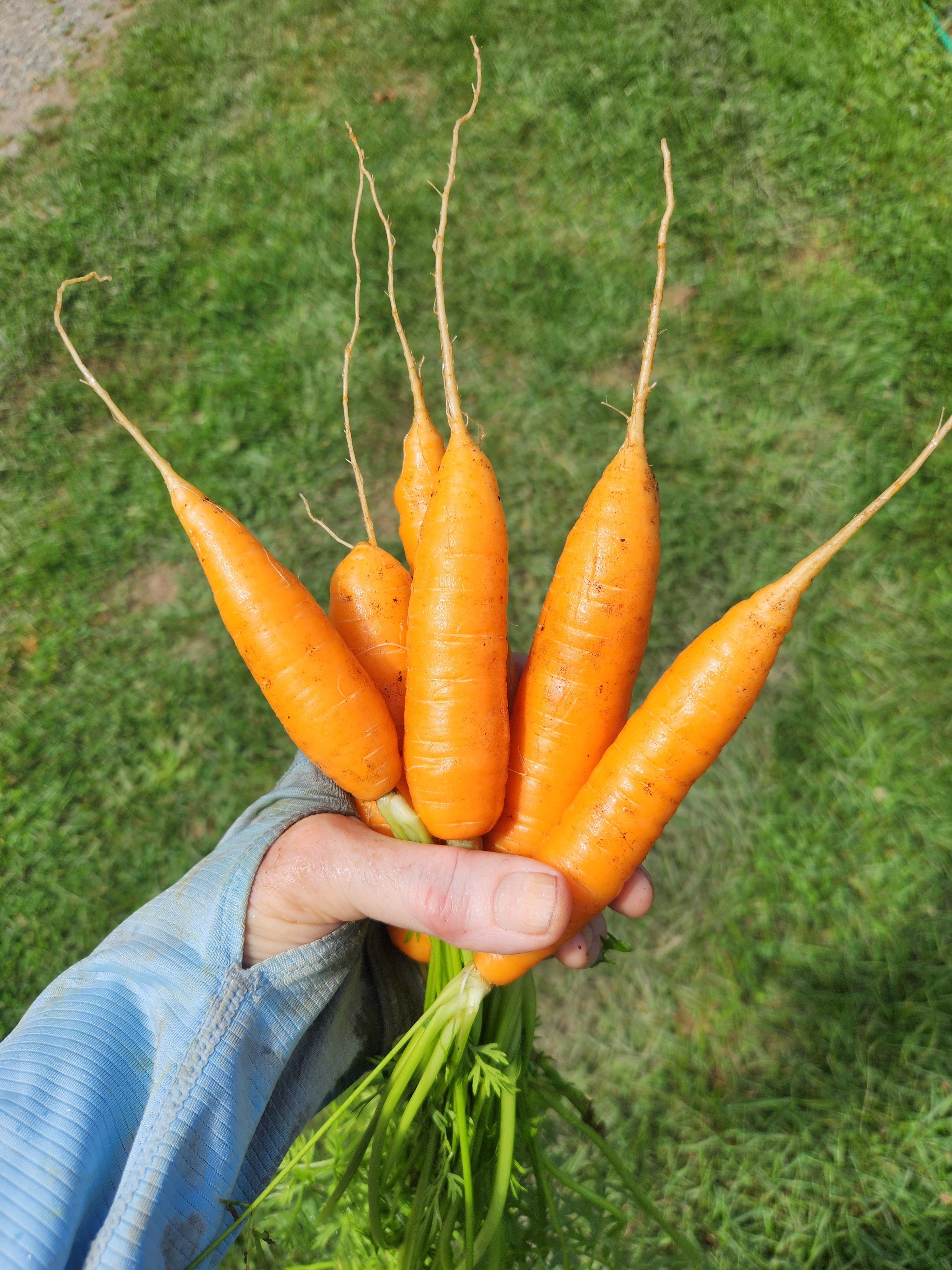 A group of orange carrots held by a hand from someone wearing a blue long sleeve with a thumb hole. Green grass background. 