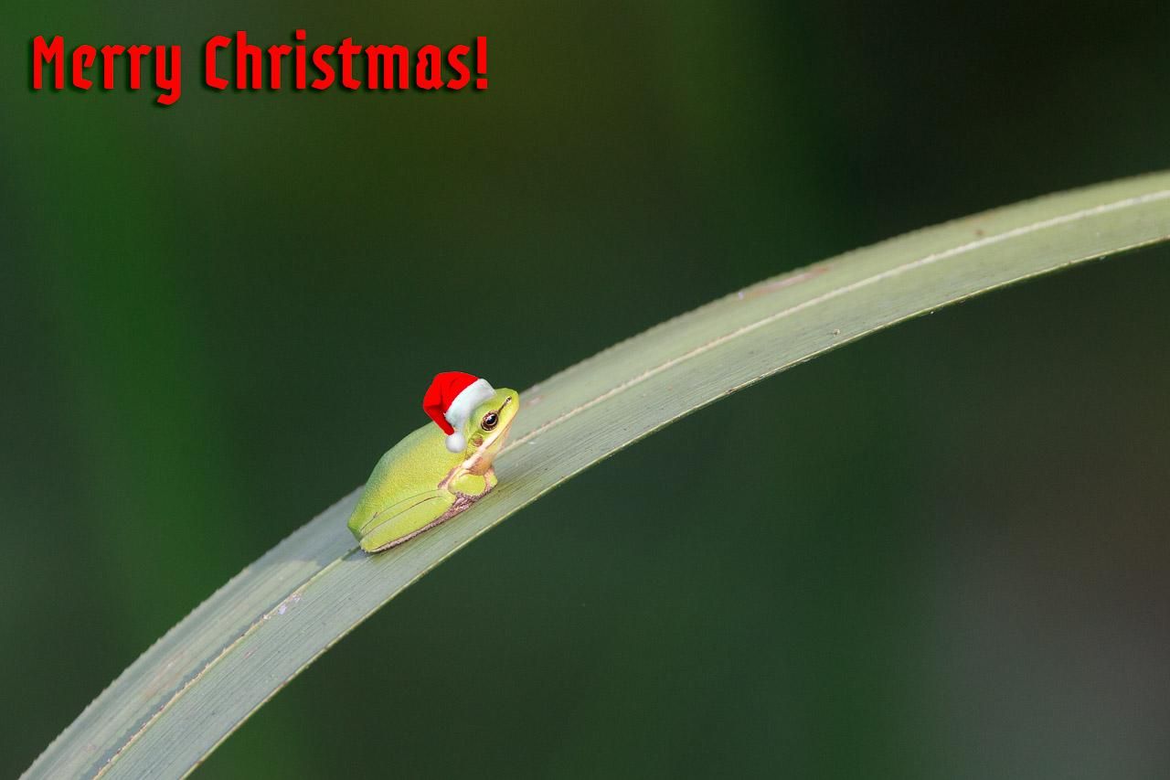A tiny Eastern Dwarf Tree Frog with a Santa Hat photoshopped on to its head, sitting on a single curving reed leaf. In the upper left corner are the words Merry Christmas in a blackletter type font, but red in colour. 