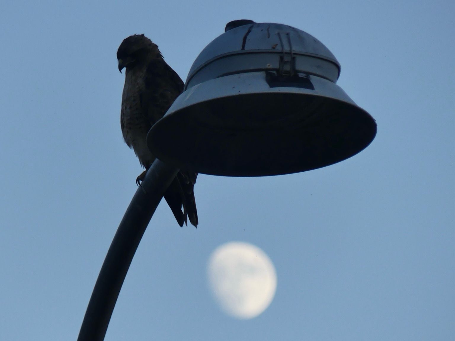 A street light curves towards the camera, the light cover looking vaguely UFOish with an almost full moon beneath it as if it’s being sucked up. A Red-tailed hawk perches in profile next to the lamp supervising the abduction of the moon