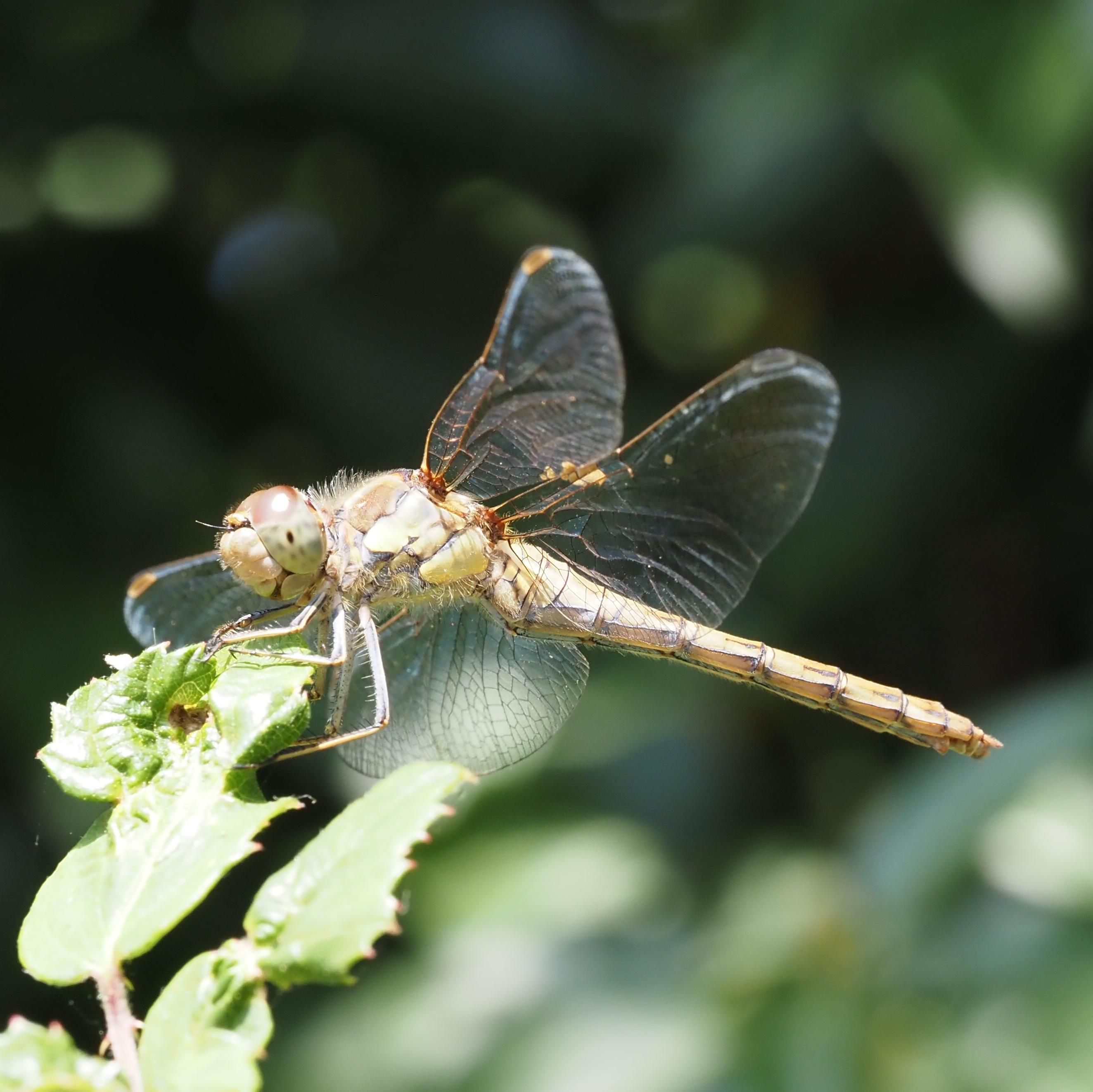 A dragonfly in pale ochre with almost clear wings. Just a tan blotch at the wing tips and tiny tan indent mid-way on the leading edge of the forewings. The face is jade and marbled