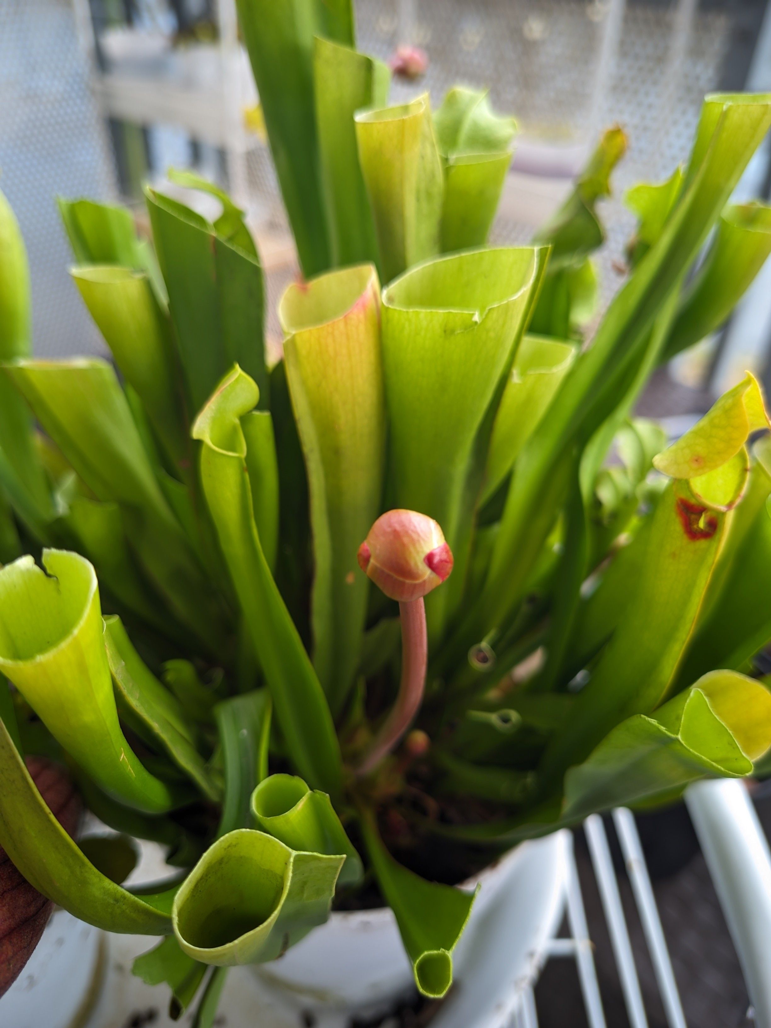 Same flower bud as already shown, but an even further picture showing more of the Sarracenia pitcher plant with freshly trimmed leaves. 