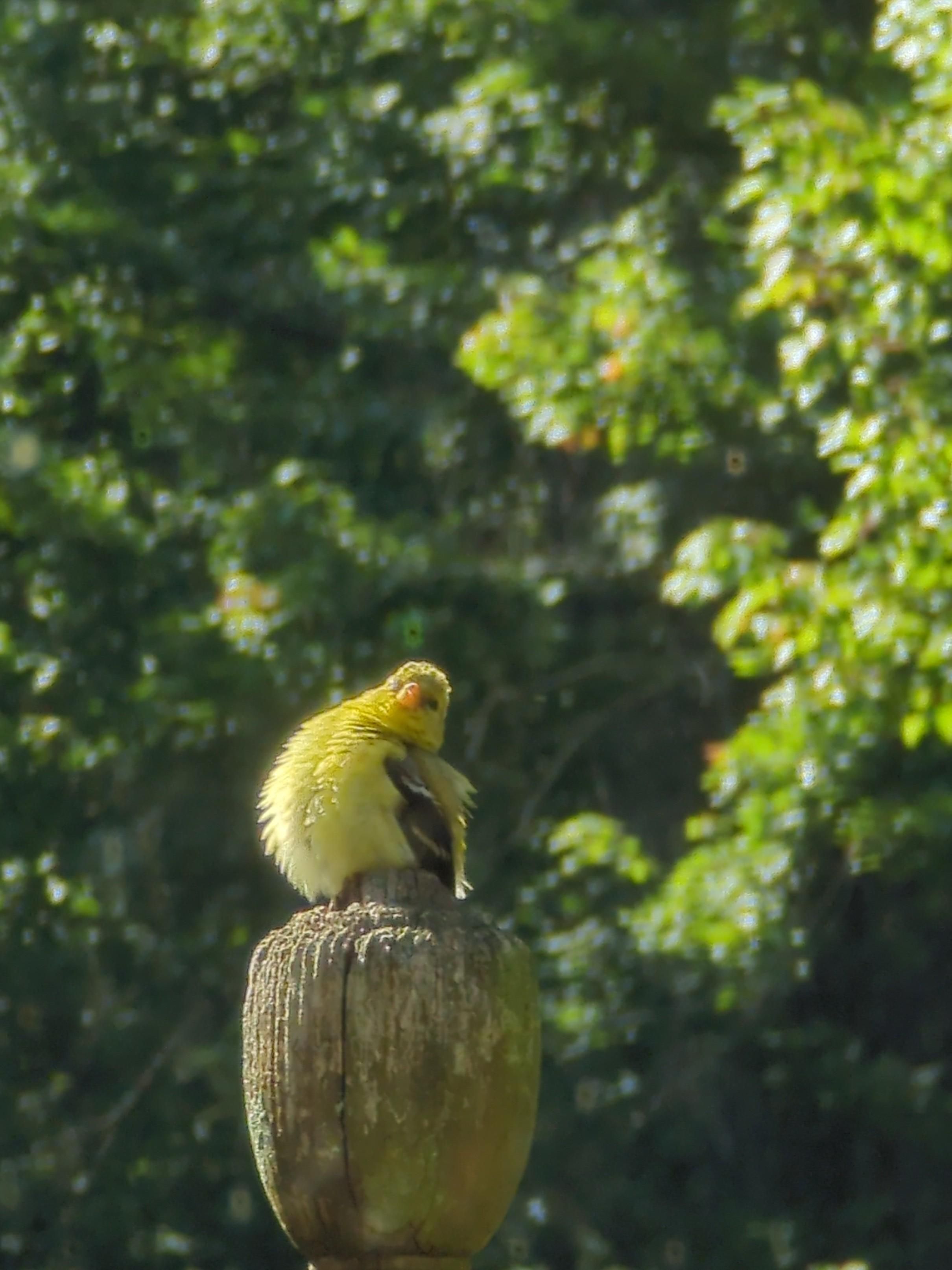 A small yellow bird is perching on a post and appearing  to swoon backyards. His feathers, especially his belly feathers, are so puffy as to make him largely spherical. He is either blissful or about to faint. 