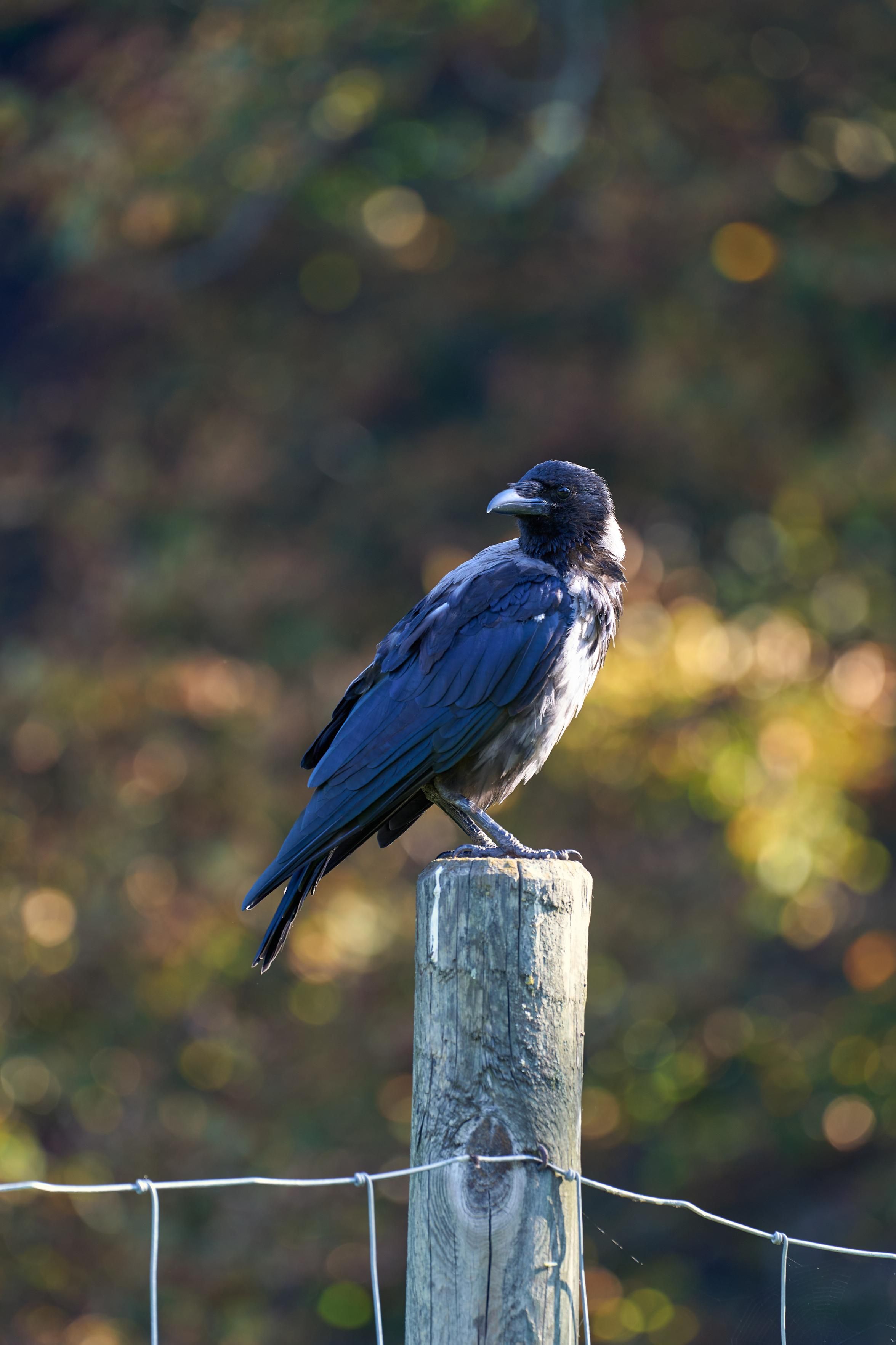 A hooded crow sits on a fence post. The background is out of focus with pretty green and brown tones.