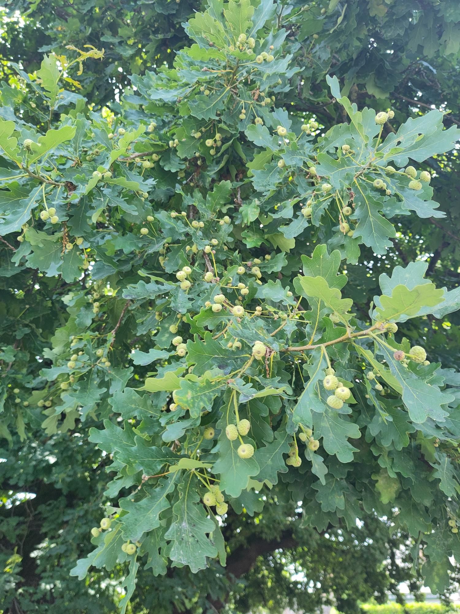 Un ramo frondoso di una farnia, con le ghiande alla loro fase iniziale, ancora dentro il capello.