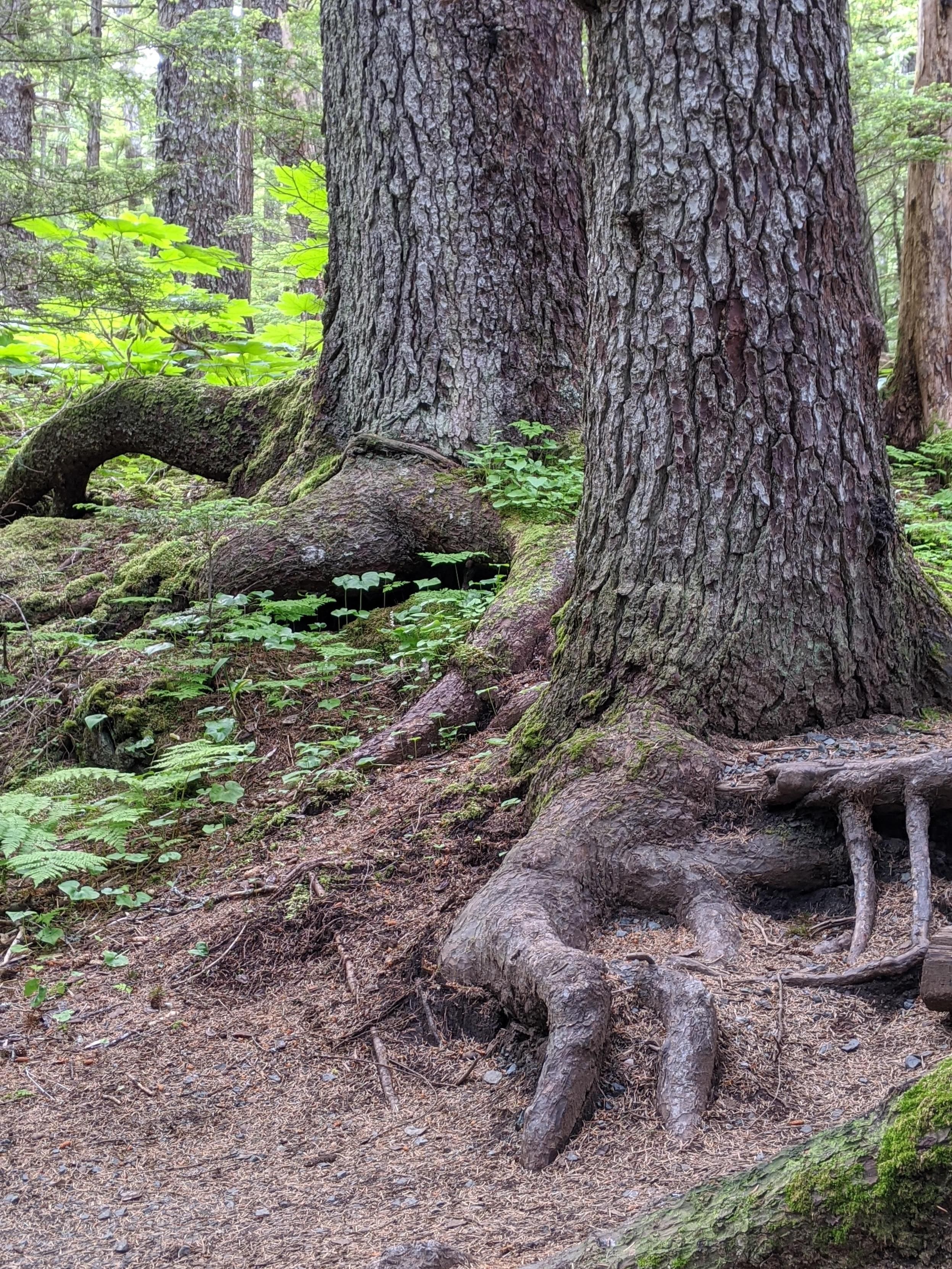 Two giant tree trunks standing next to each other with roots resembling toes. Viewed together they look like they belong to some giant prehistoric creature.