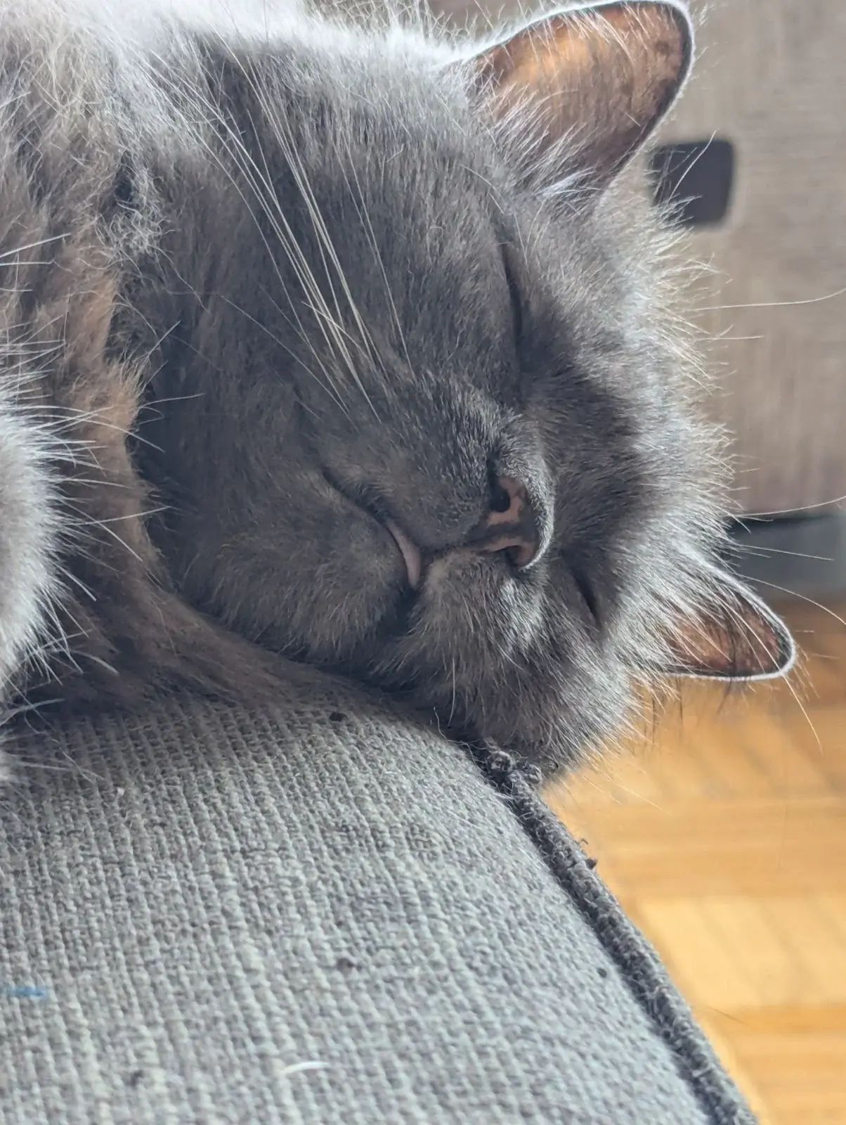 Cassie, the fluffy grey cat, is lying on her side on the sofa with her head slightly hanging off the front. In this close-up of just her face, you can see just the tip of her tongue sticking out. And she's very fluffy.