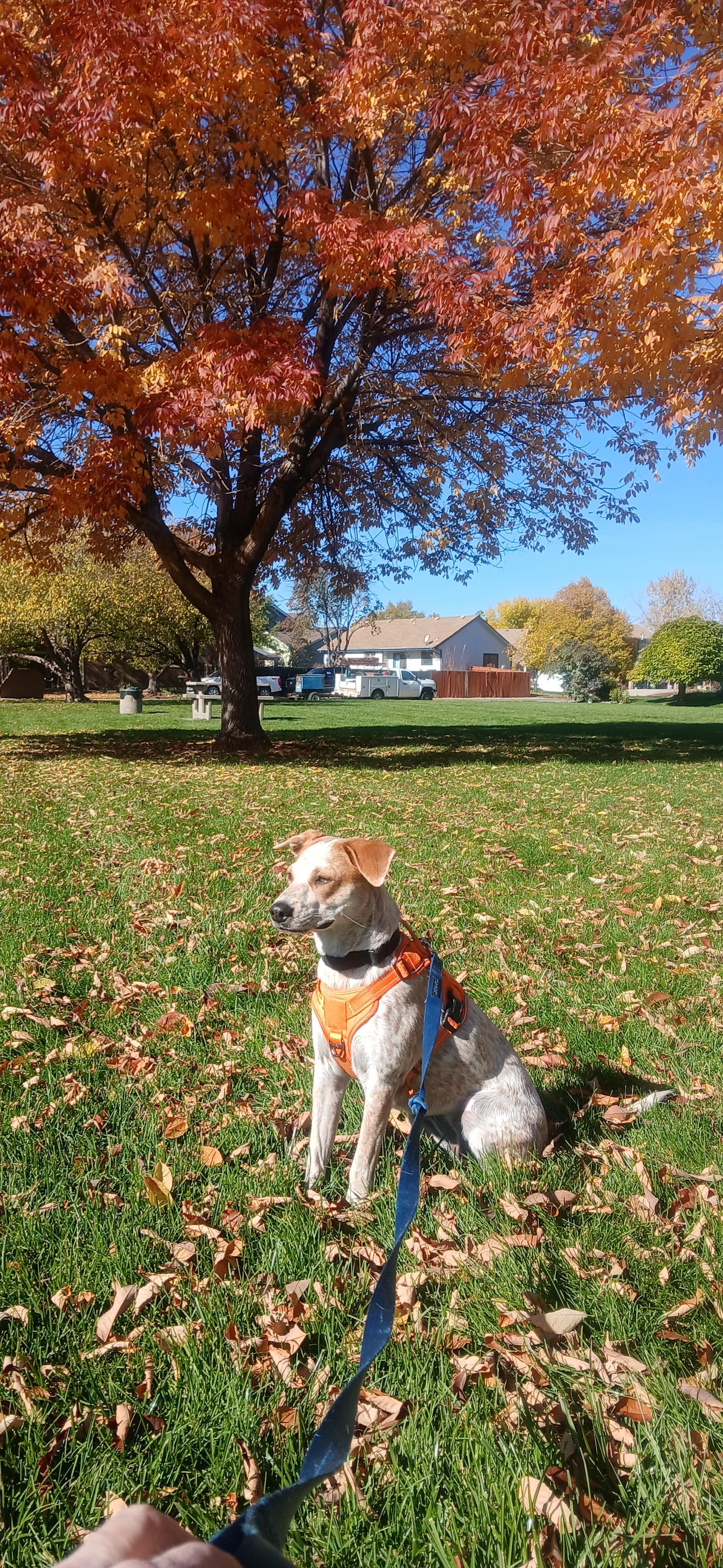 Red heeler sitting in front of a fall color tree