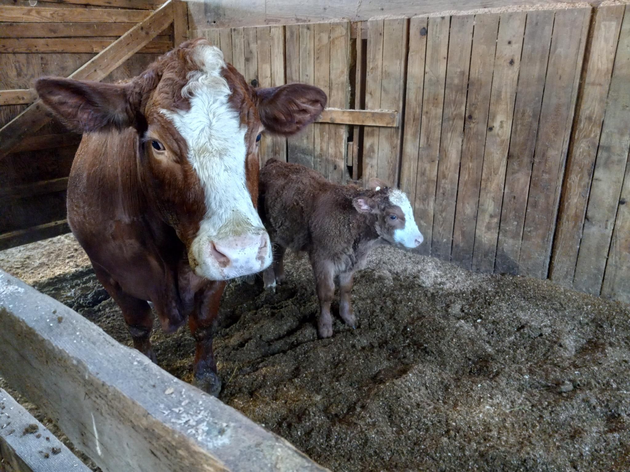 A large reddish cow with a white stripe down the middle of her face and nose, looking right at the camera, with her reddish baby standing next to her.  They are in a pen in a barn, on wood shavings. 