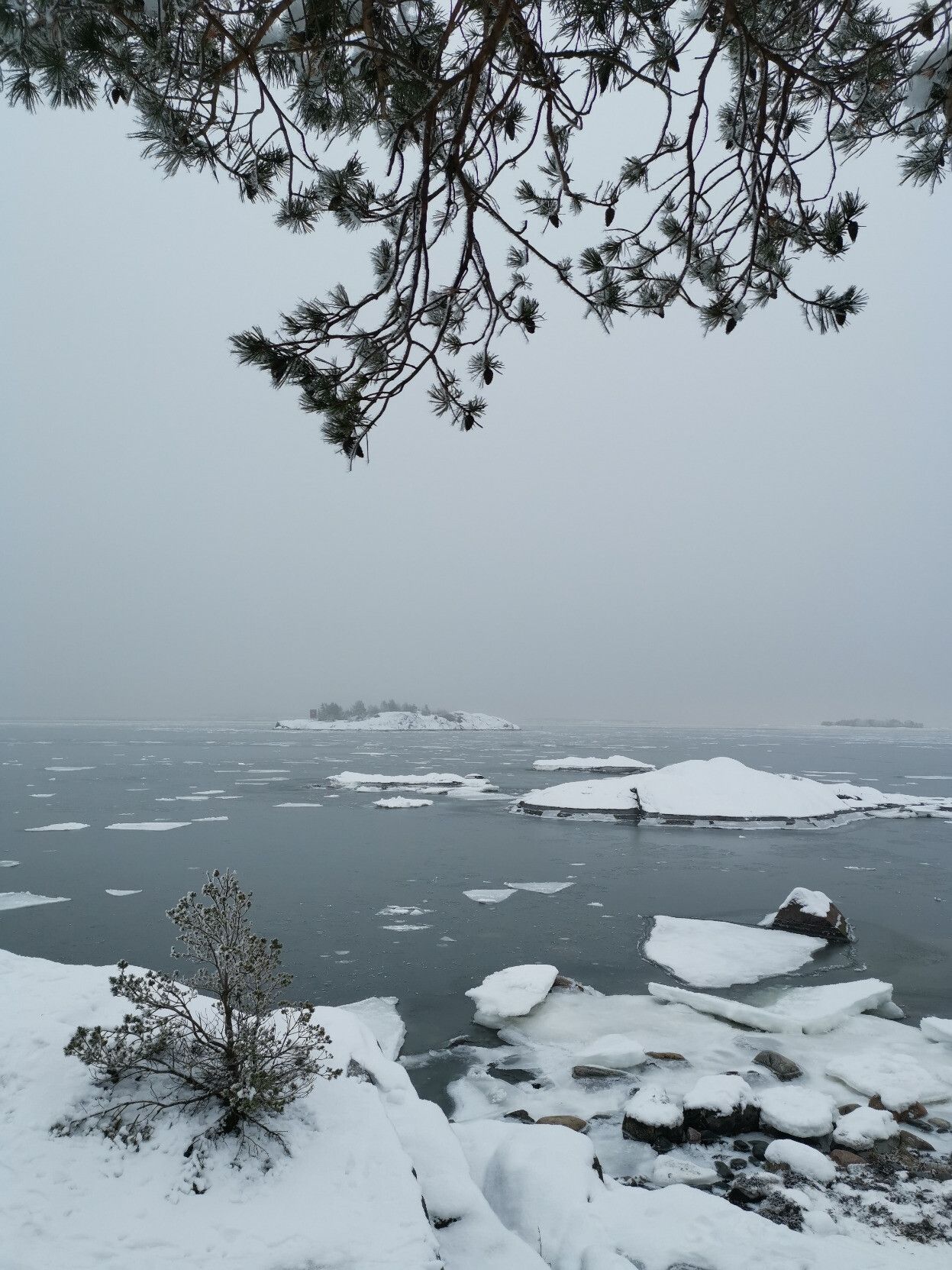 Merinäkymä ja jäälauttoja männynoksien lomasta