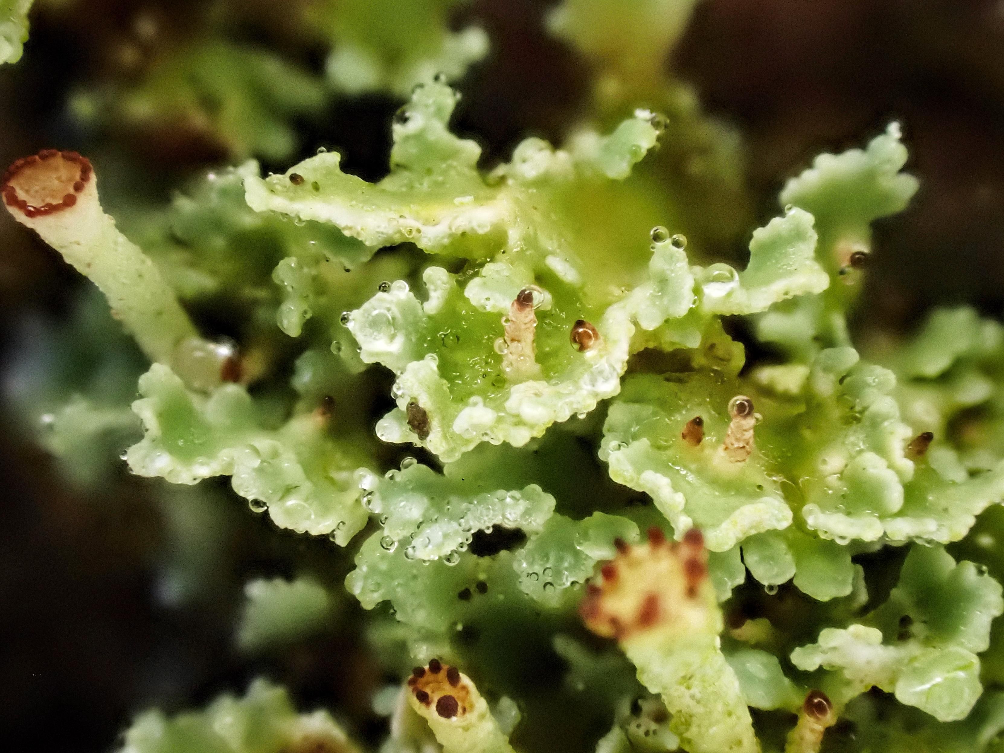 Close-up image showing the squamules and some podetia of a Cladonia lichen with tiny drops of water clinging to the squamules 