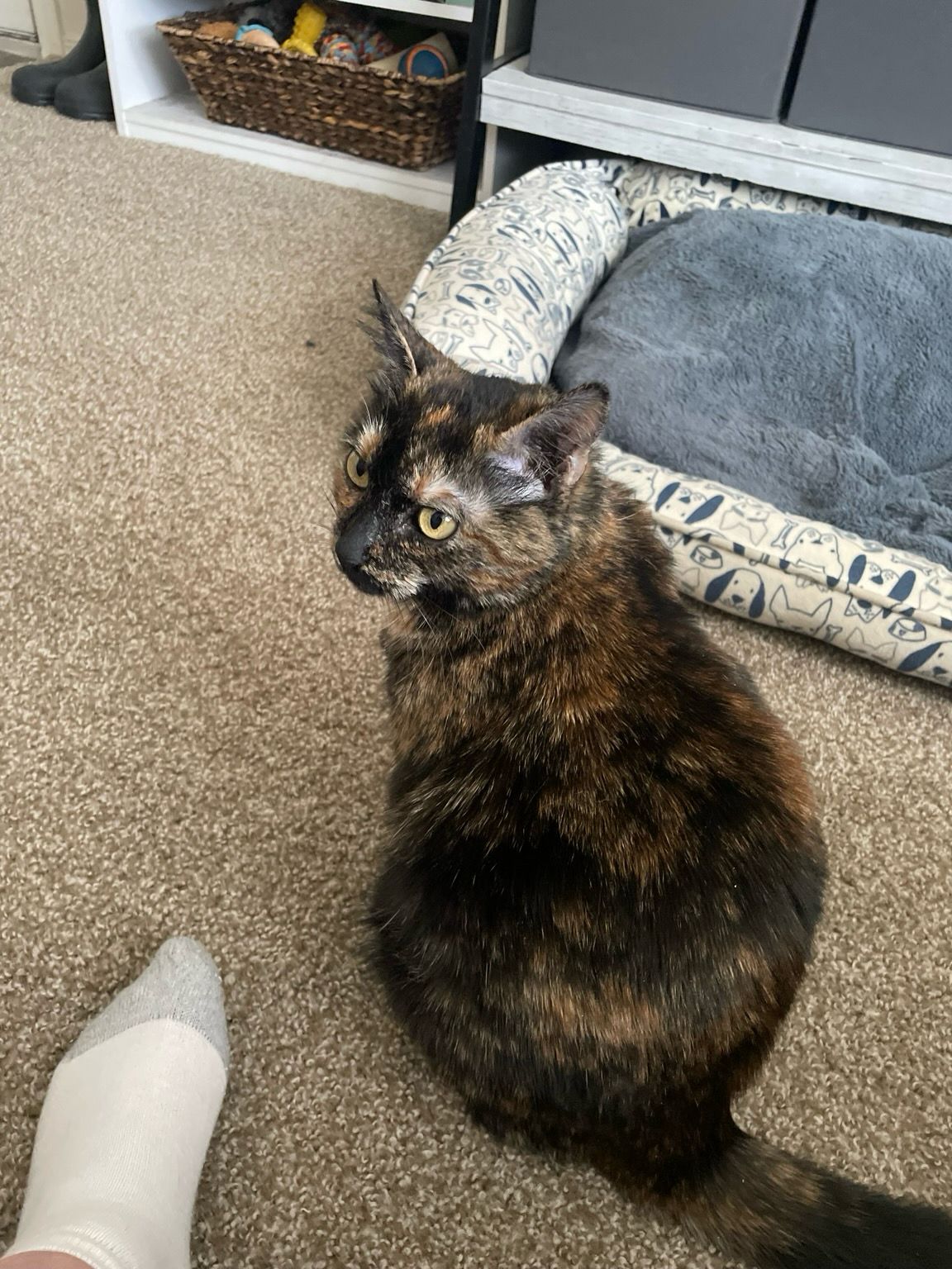 Cupid the Tortie with her back to the Hooman-scretches plz?