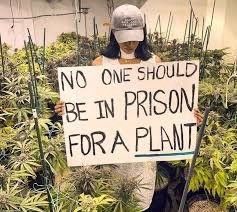 A person wearing a cap is holding a sign that reads, "NO ONE SHOULD BE IN PRISON FOR A PLANT," amidst a background of cannabis plants.