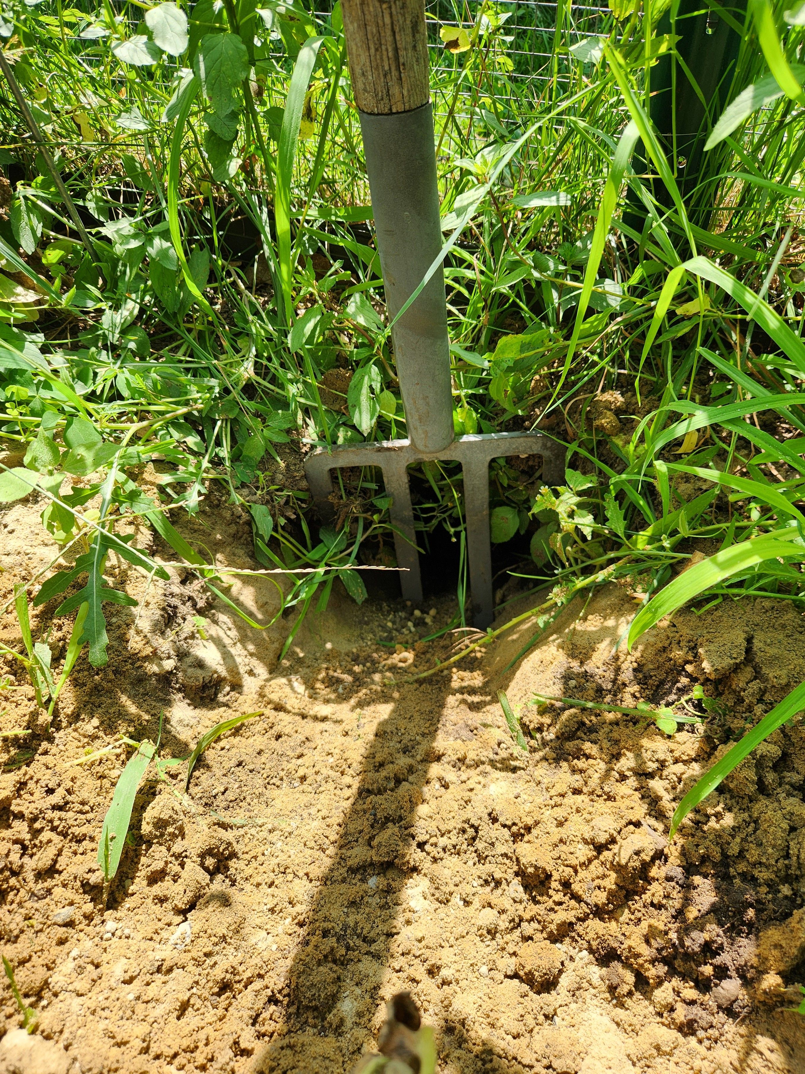 A groundhog tunnel entrance blocked by an old pitchfork stuck into the ground by Mr McGregor. 