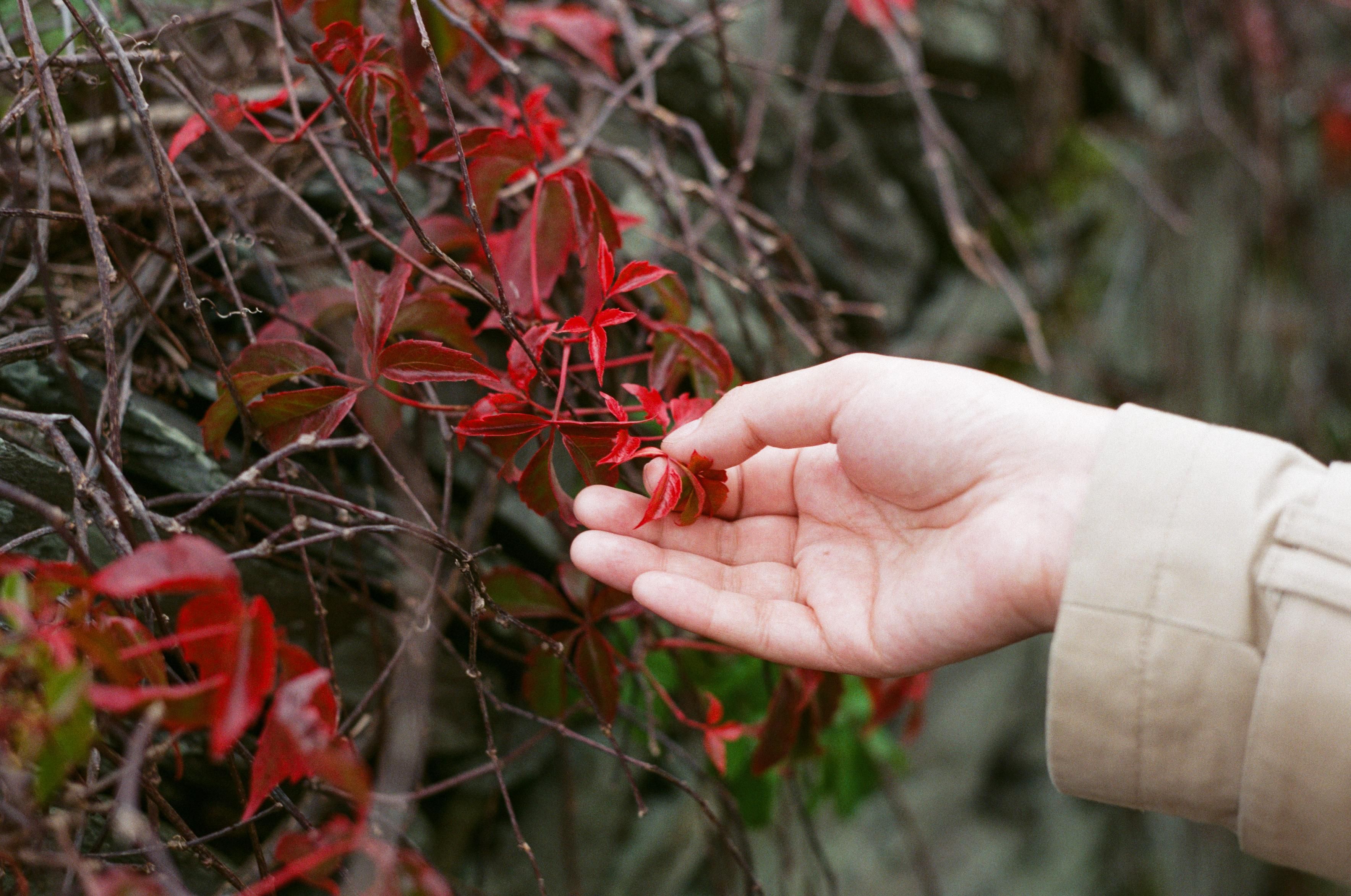 A hand touching bright red leaves.