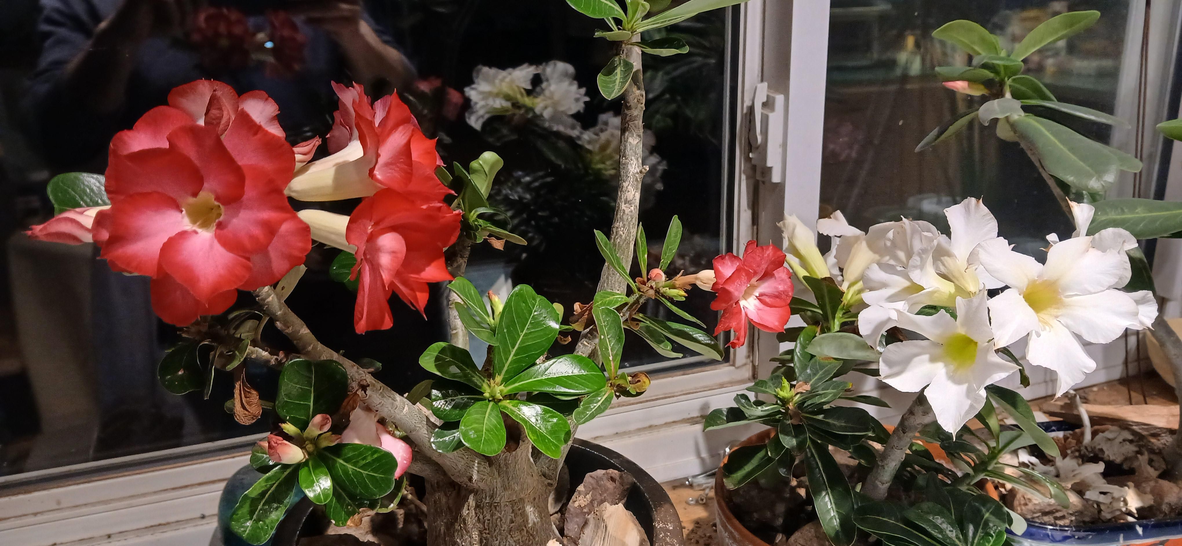 Red and white desert roses blooming like they're deranged