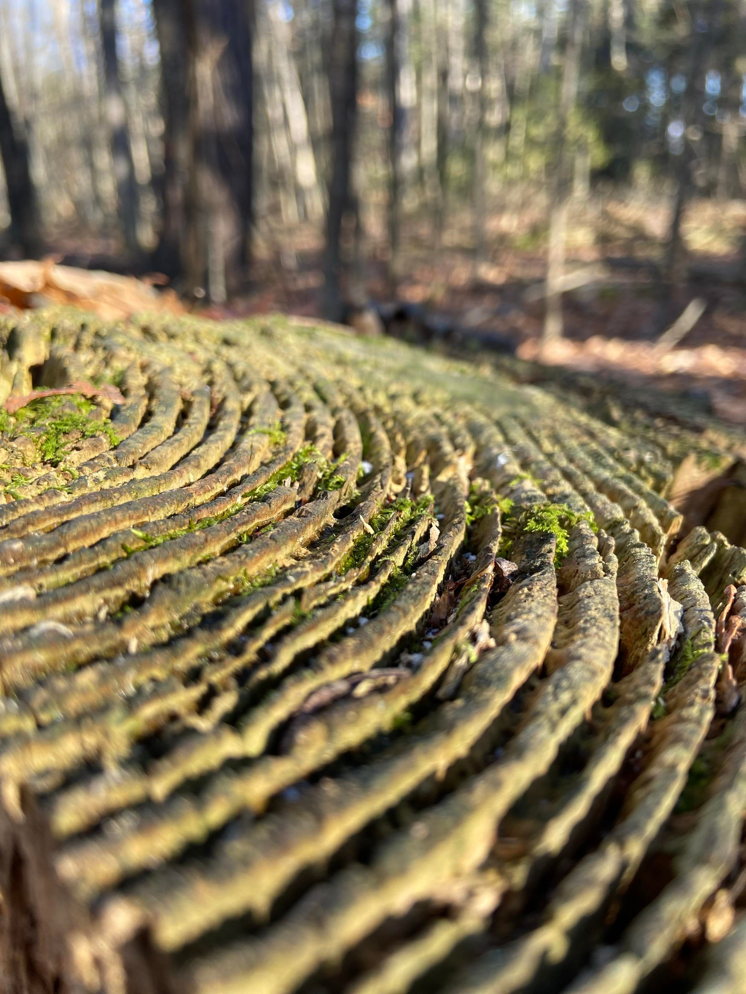 Side view of a cut tree stump in the forest. It is decomposing between the individual rings, and tiny green feathery moss is growing in the gaps. 