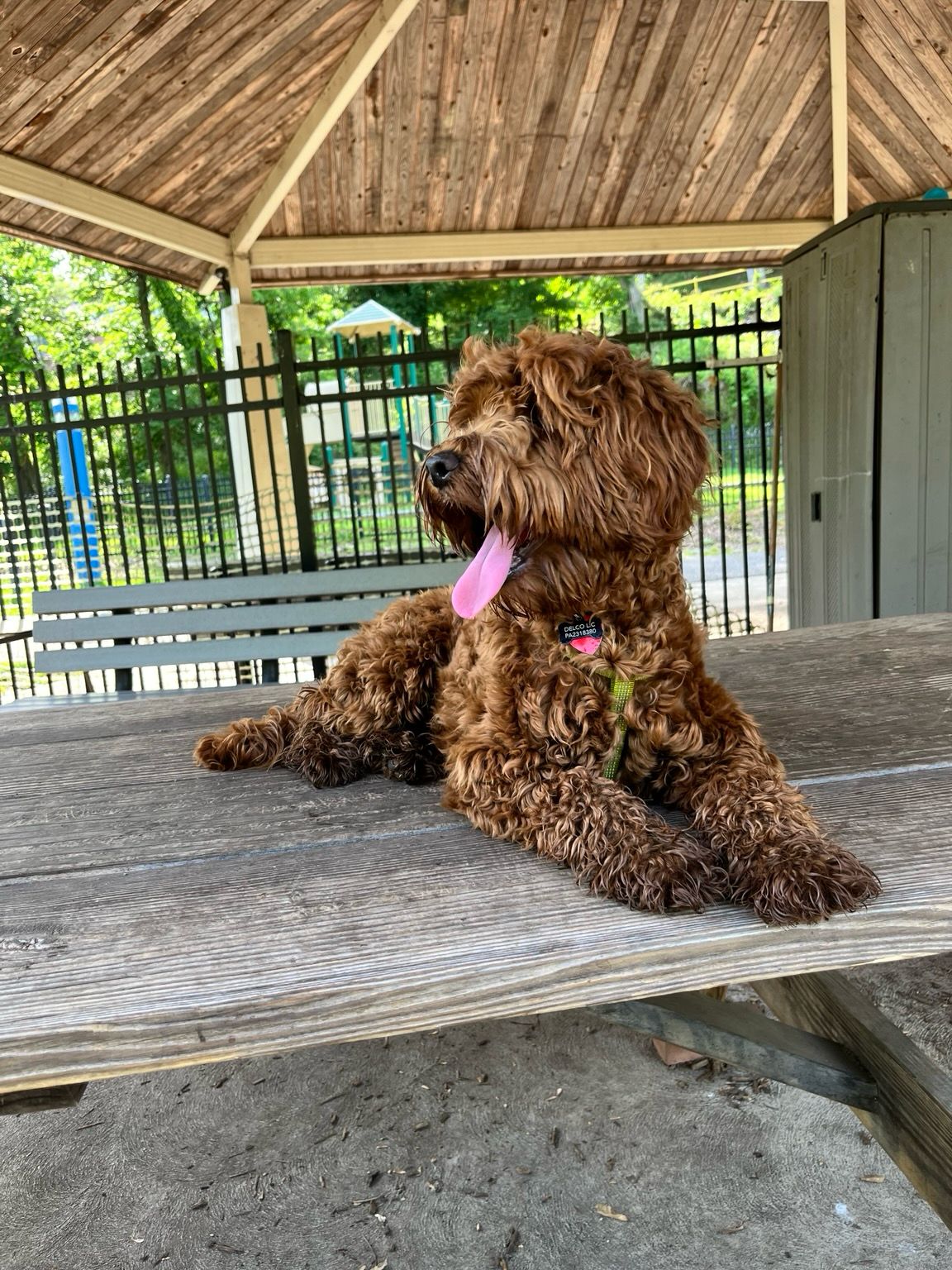 Seamus the doodle is lying on the picnic table at the dog park, because at the dog park dogs are allowed on the table 